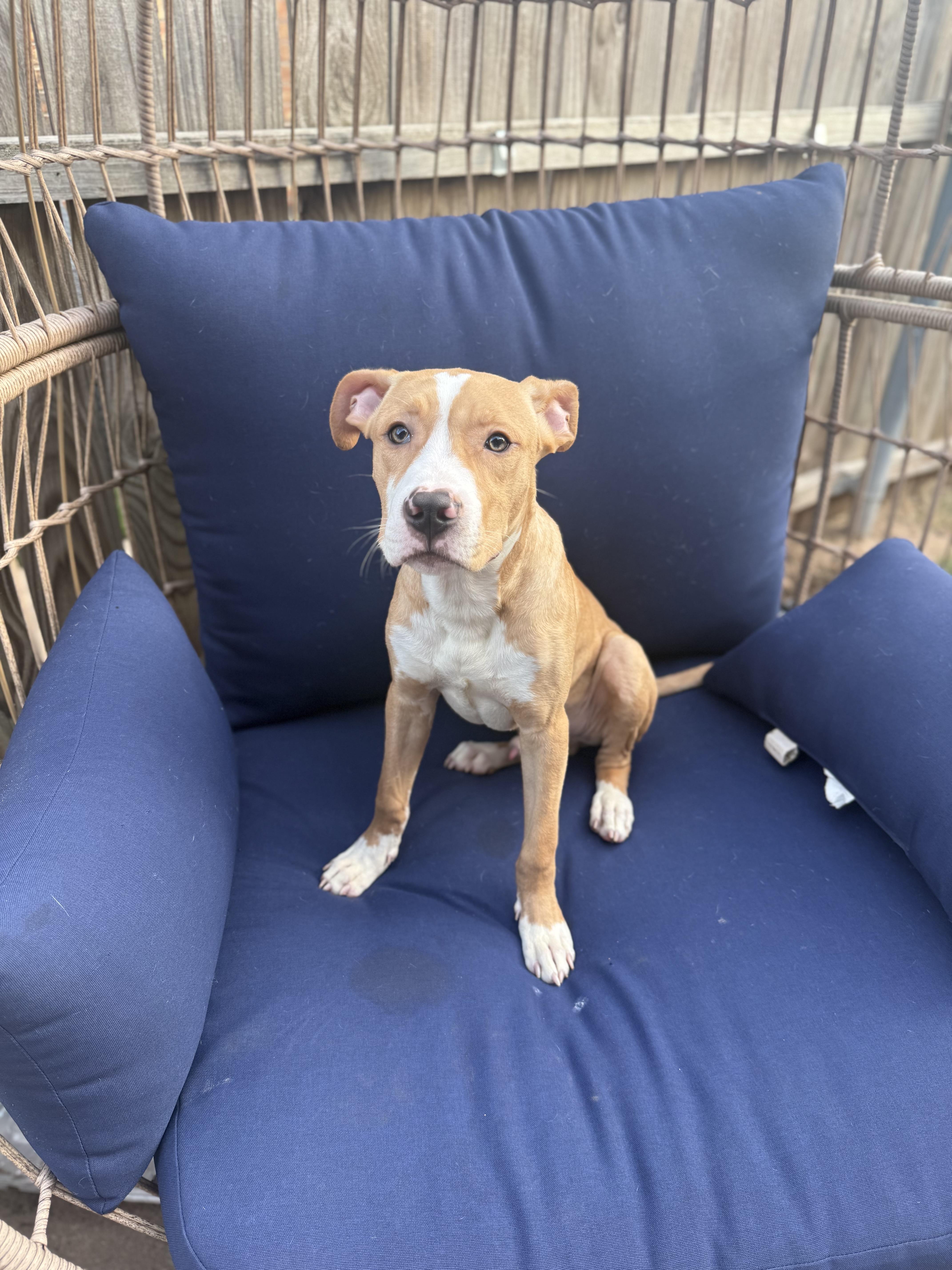 Dorian, ADOPTABLE, Young Male American Staffordshire Terrier & Pit Bull Terrier.