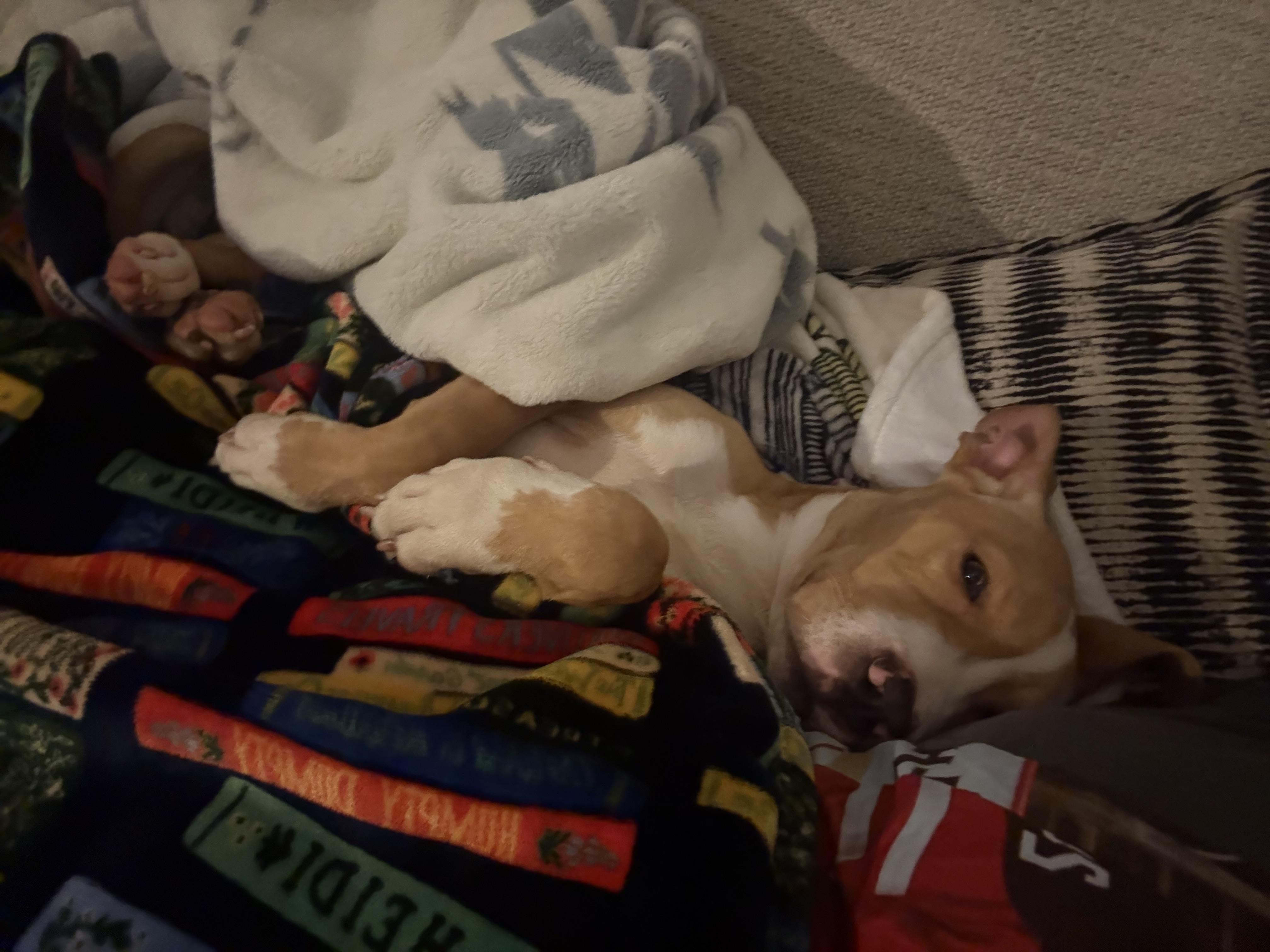 Dorian, a ADOPTABLE mixed breed in Choctaw, OK image 5/5
