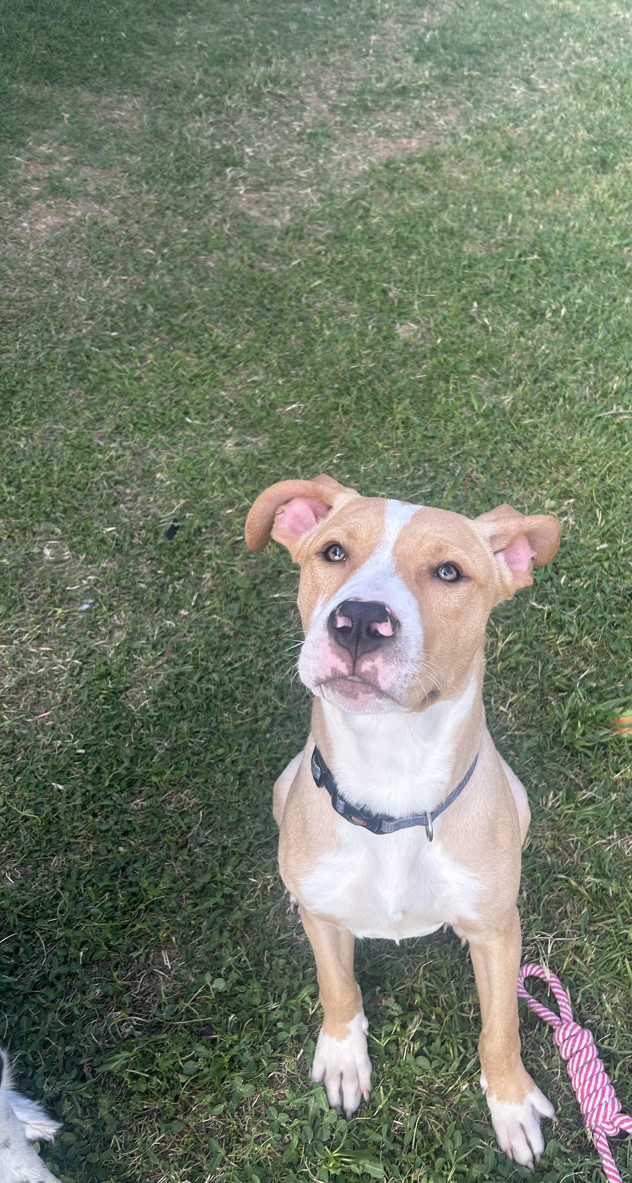 Enlarge Dorian, a ADOPTABLE mixed breed in Choctaw, OK image 2/4