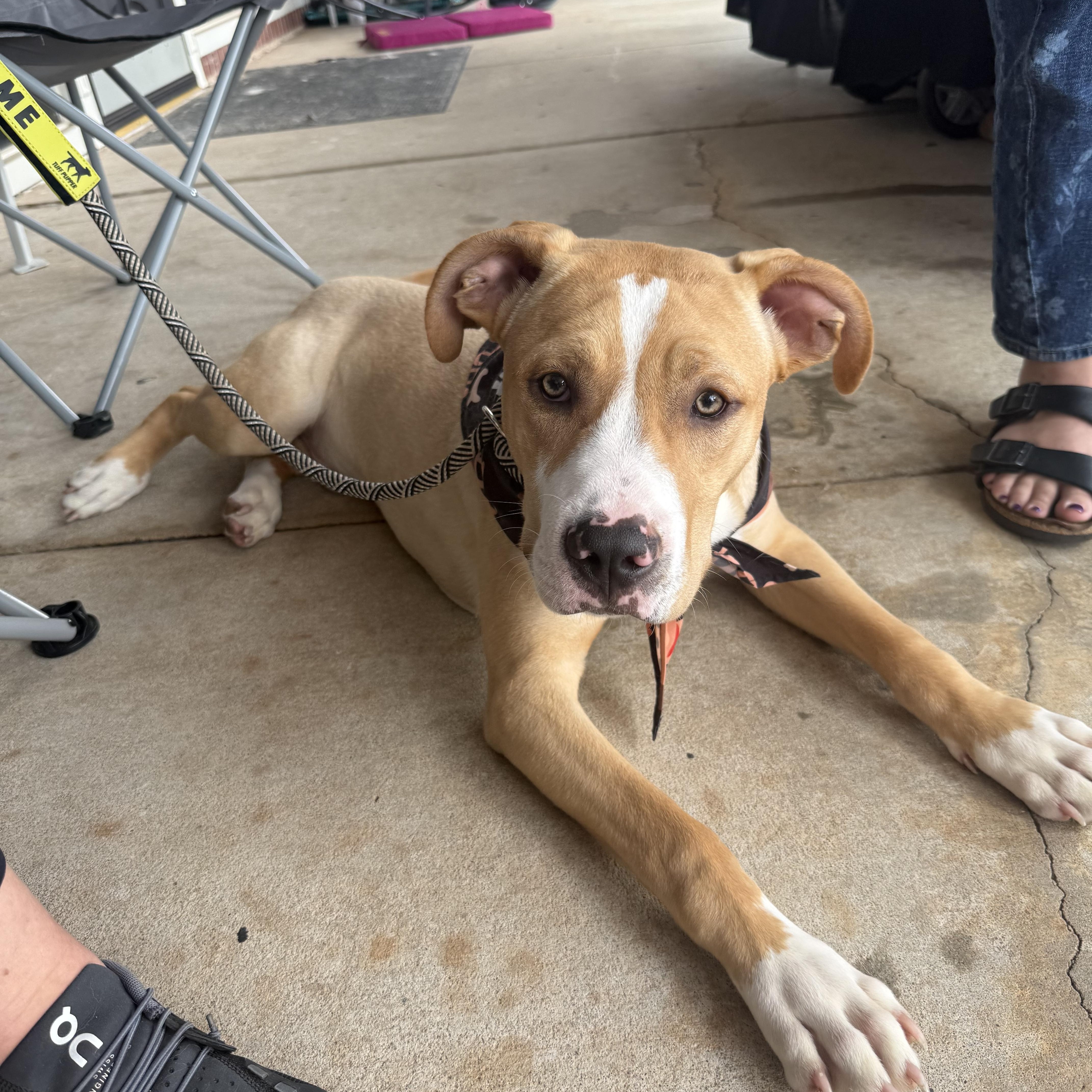 Enlarge Dorian, a ADOPTABLE mixed breed in Choctaw, OK image 1/4