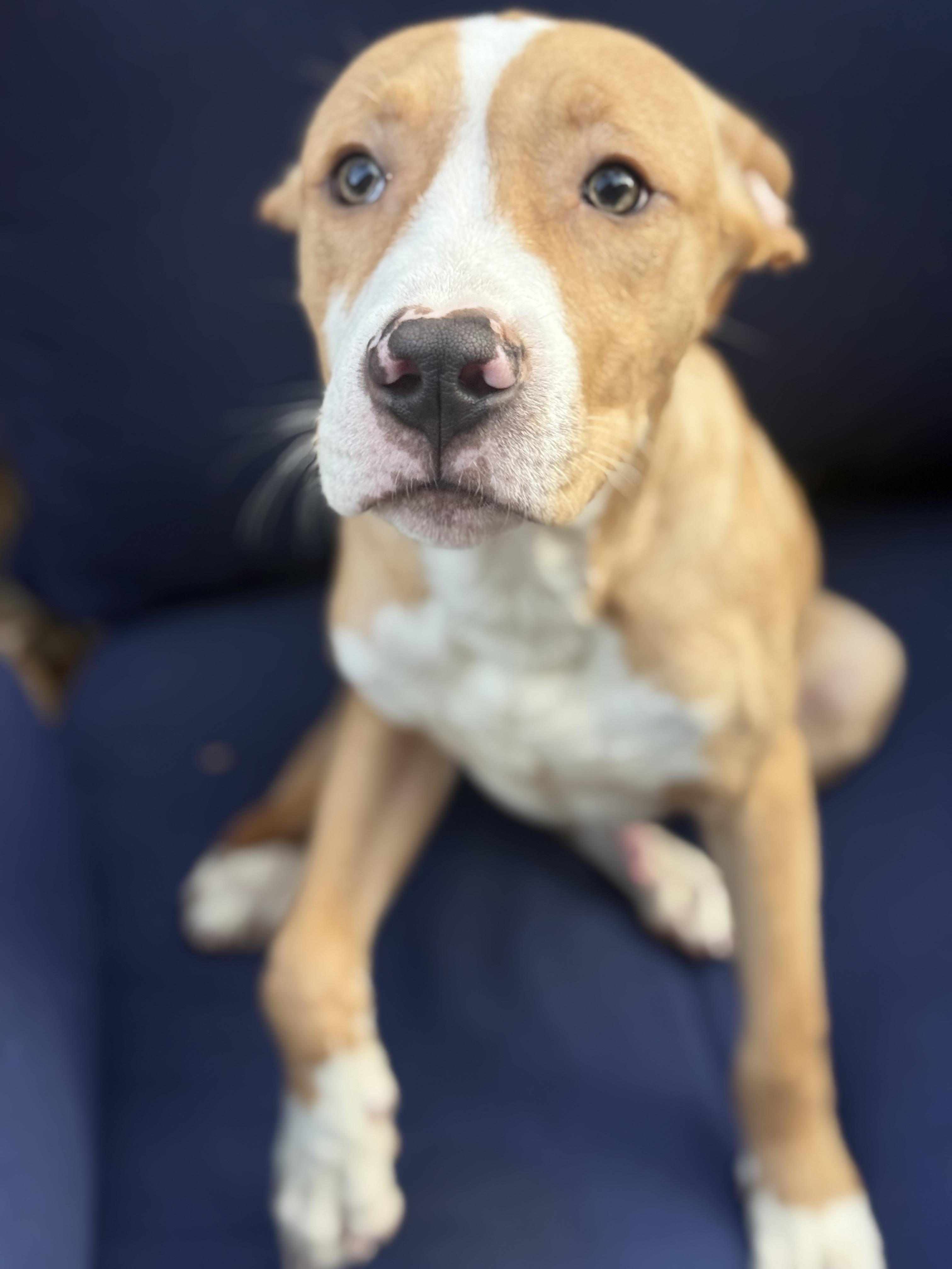 Dorian, a ADOPTABLE mixed breed in Choctaw, OK image 3/5