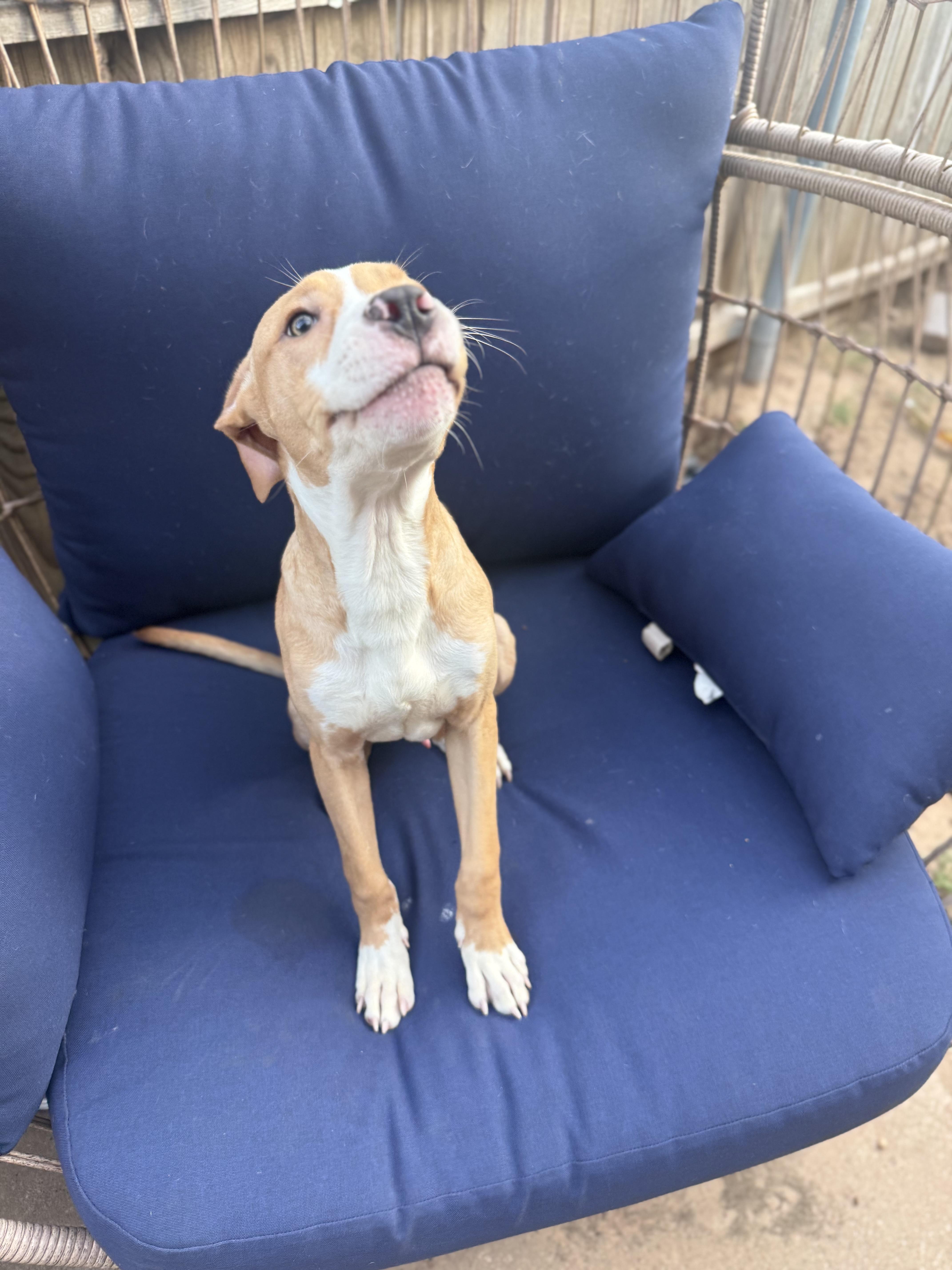 Dorian, a ADOPTABLE mixed breed in Choctaw, OK image 2/5