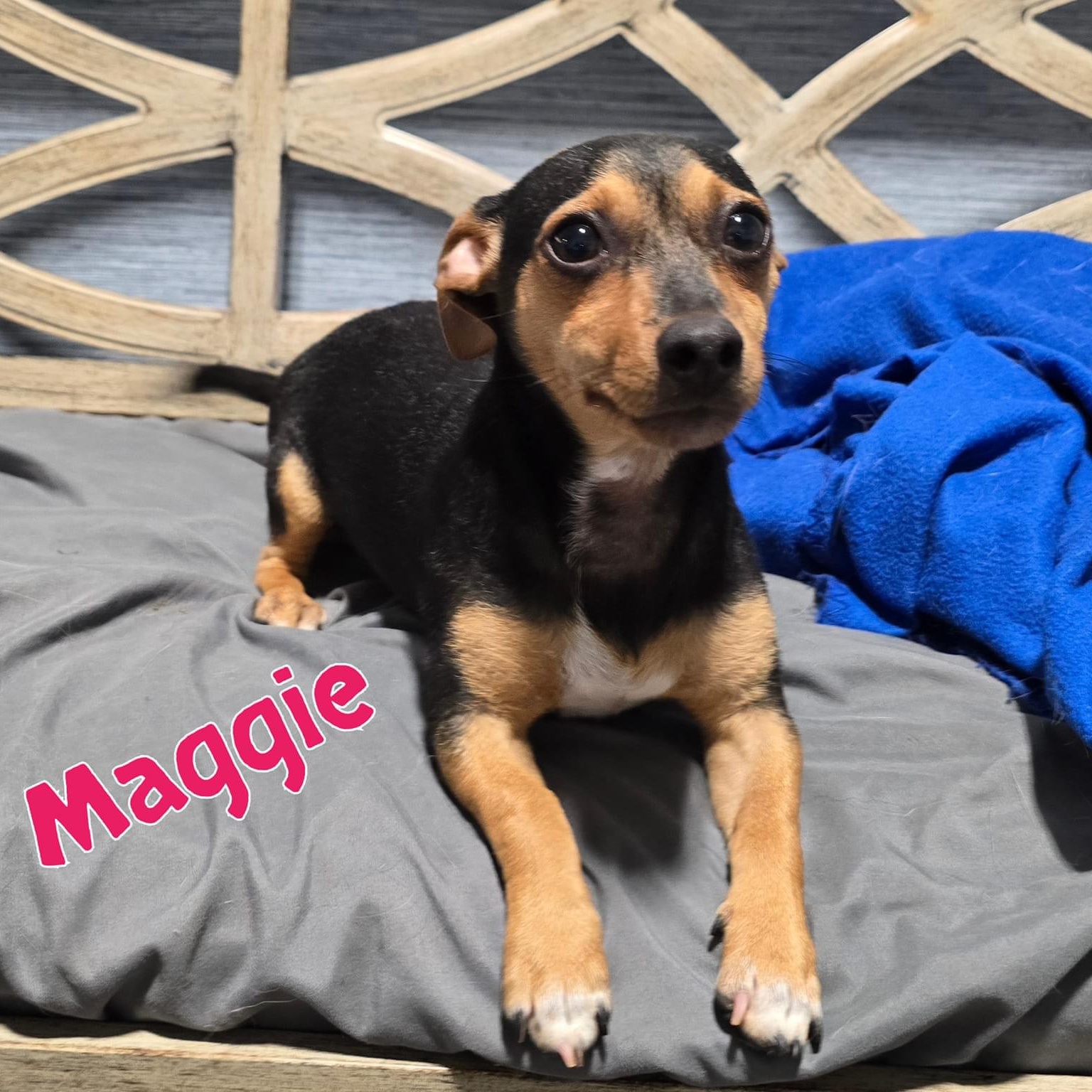Dog for adoption Maggie, a Dachshund Mix in Joliet, IL Petfinder