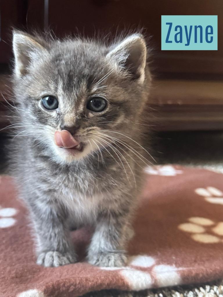 Zayne, Adoptable, Kitten Male Domestic Short Hair.