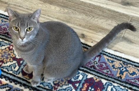Enlarge Star 2, a Adoptable Domestic Short Hair in Shawnee, KS image 1/3