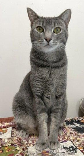 Enlarge Star 2, a Adoptable Domestic Short Hair in Shawnee, KS image 2/3