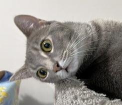 Enlarge Star 2, a Adoptable Domestic Short Hair in Shawnee, KS image 3/3