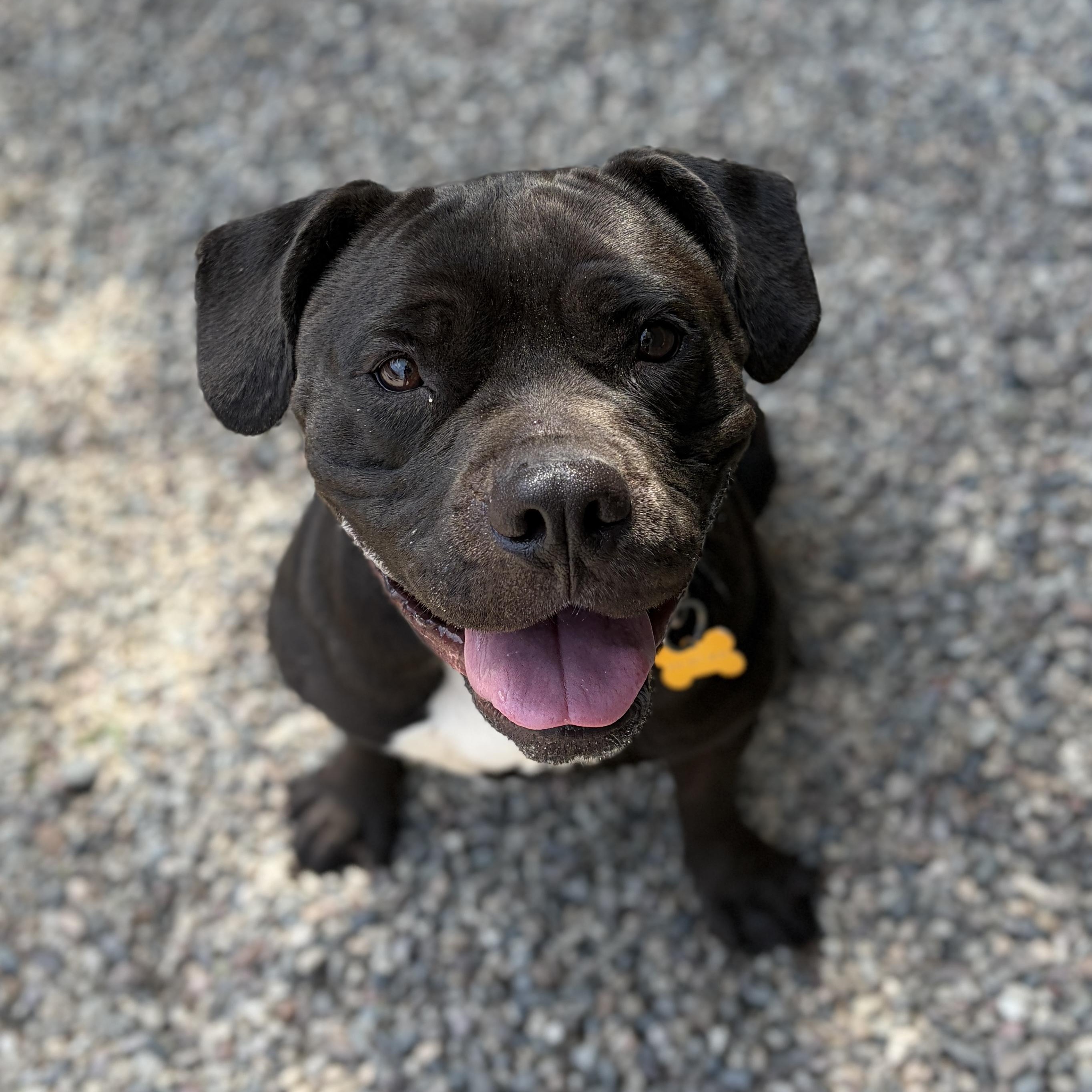 MAGPIE, Adoptable, Young Female Pit Bull Terrier & Shar-Pei.