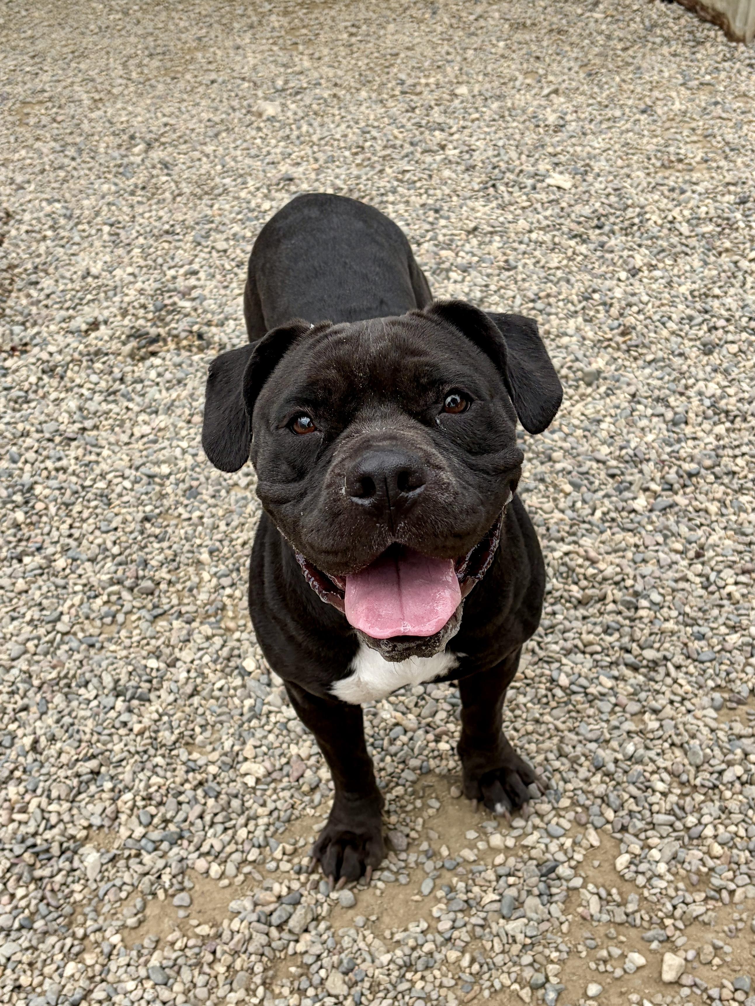 Enlarge MAGPIE, a Adoptable mixed breed in Pasadena, CA image 4/5