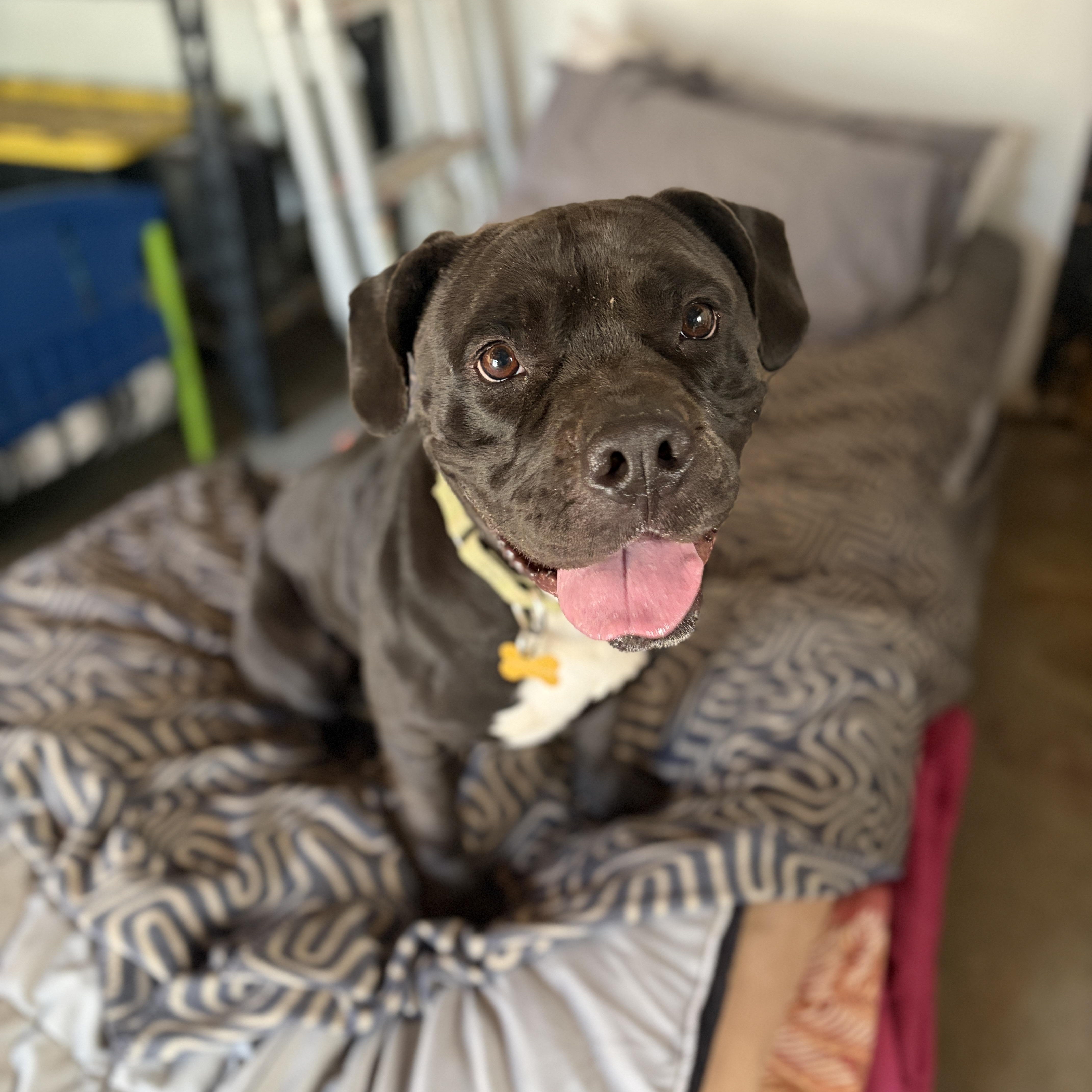 Enlarge MAGPIE, a Adoptable mixed breed in Pasadena, CA image 5/5