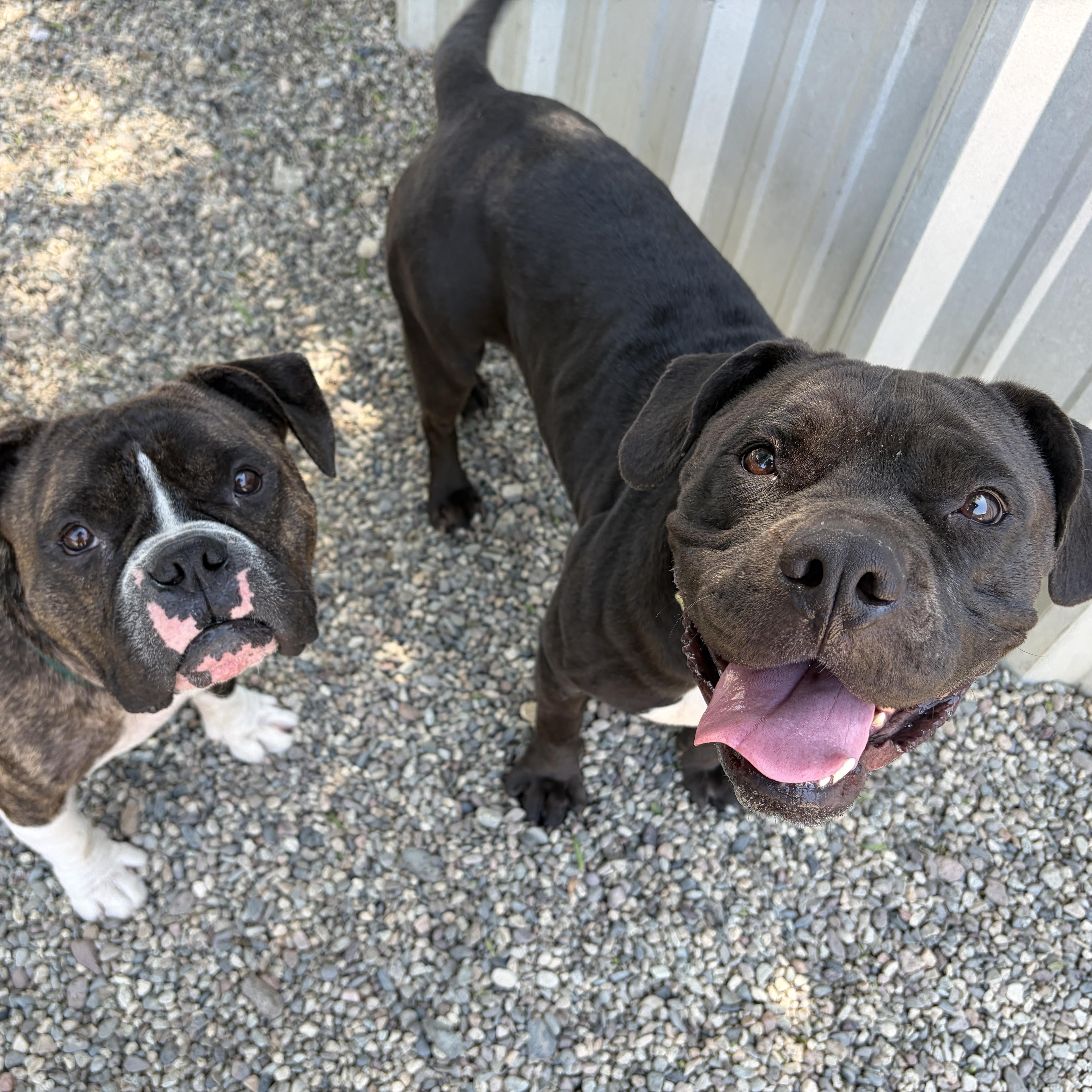 Enlarge MAGPIE, a Adoptable mixed breed in Pasadena, CA image 2/5