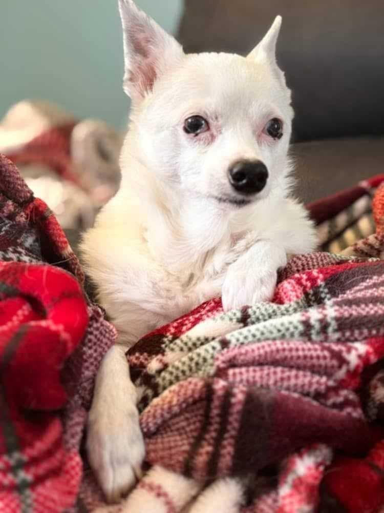 Sissy, Adoptable, Adult Female Chihuahua.