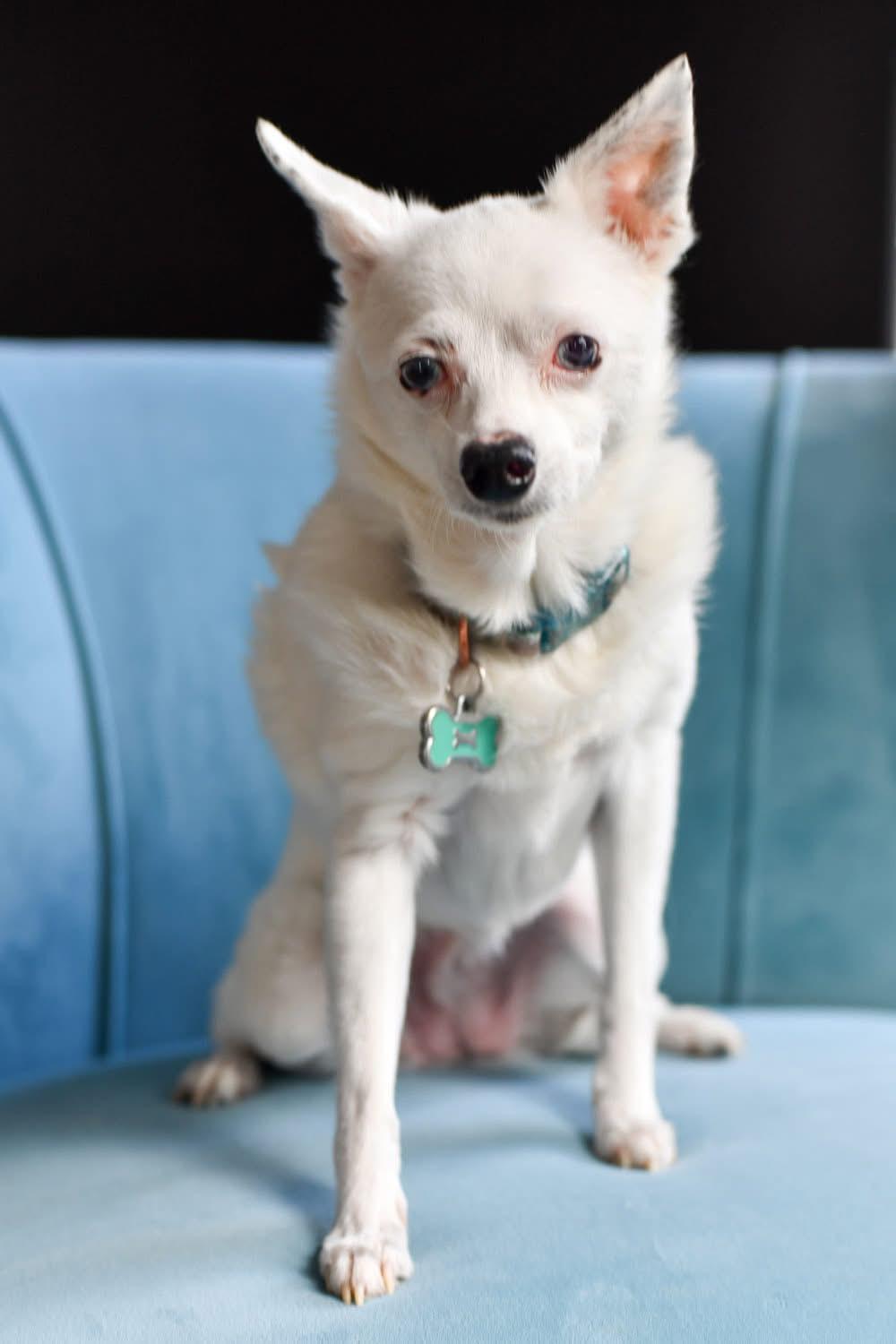 Sissy, a Adoptable Chihuahua in Grove City, OH image 3/6