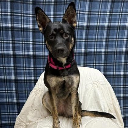 Sweet Pea, an adoptable mixed breed in Quincy, IL image 2/2