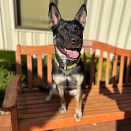 Sweet Pea, an adoptable mixed breed in Quincy, IL image 1/2