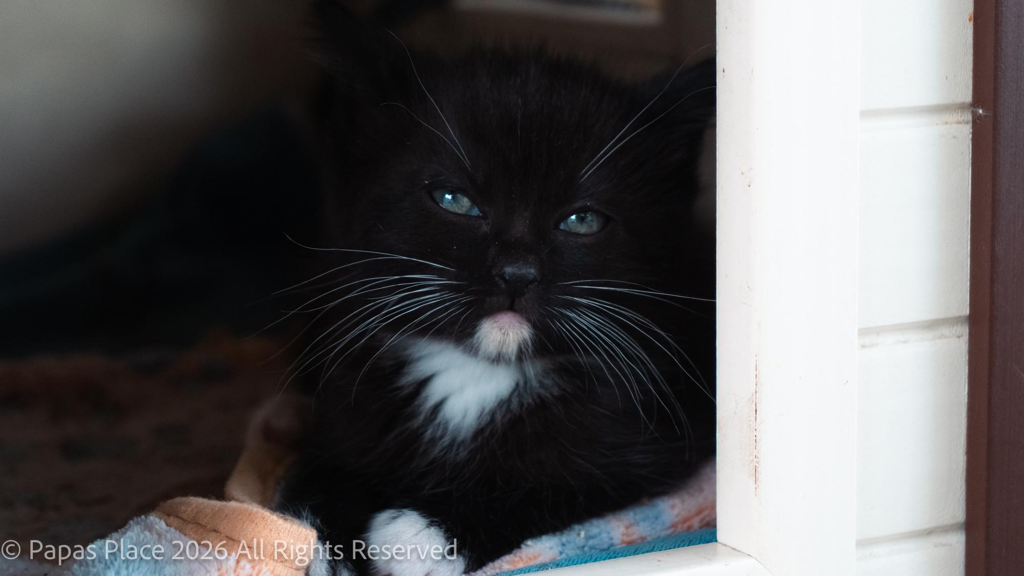 Enlarge Ember, a Adopted mixed breed in Mexico, MO image 1/6