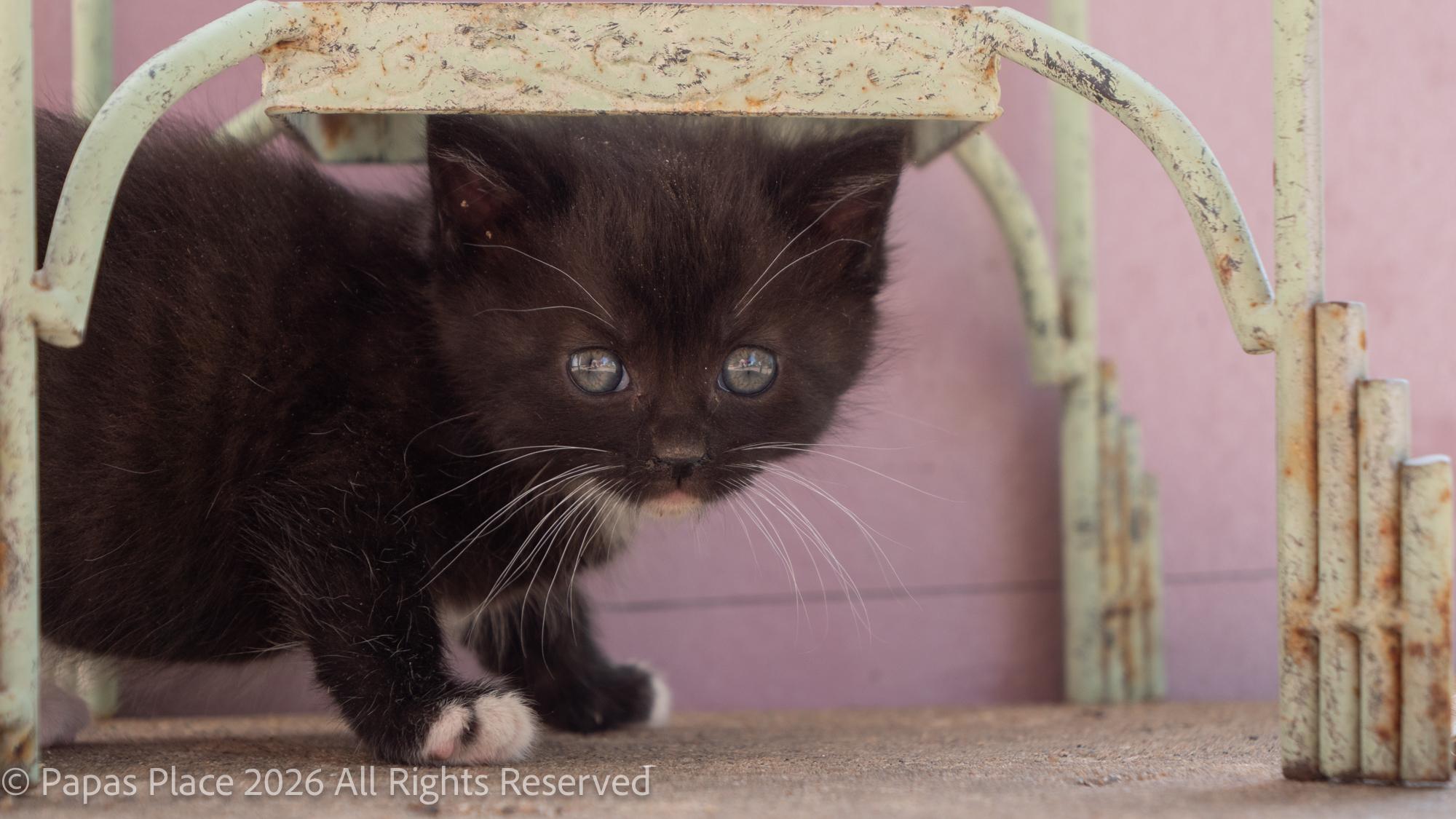 Enlarge Ember, a Adopted mixed breed in Mexico, MO image 2/6