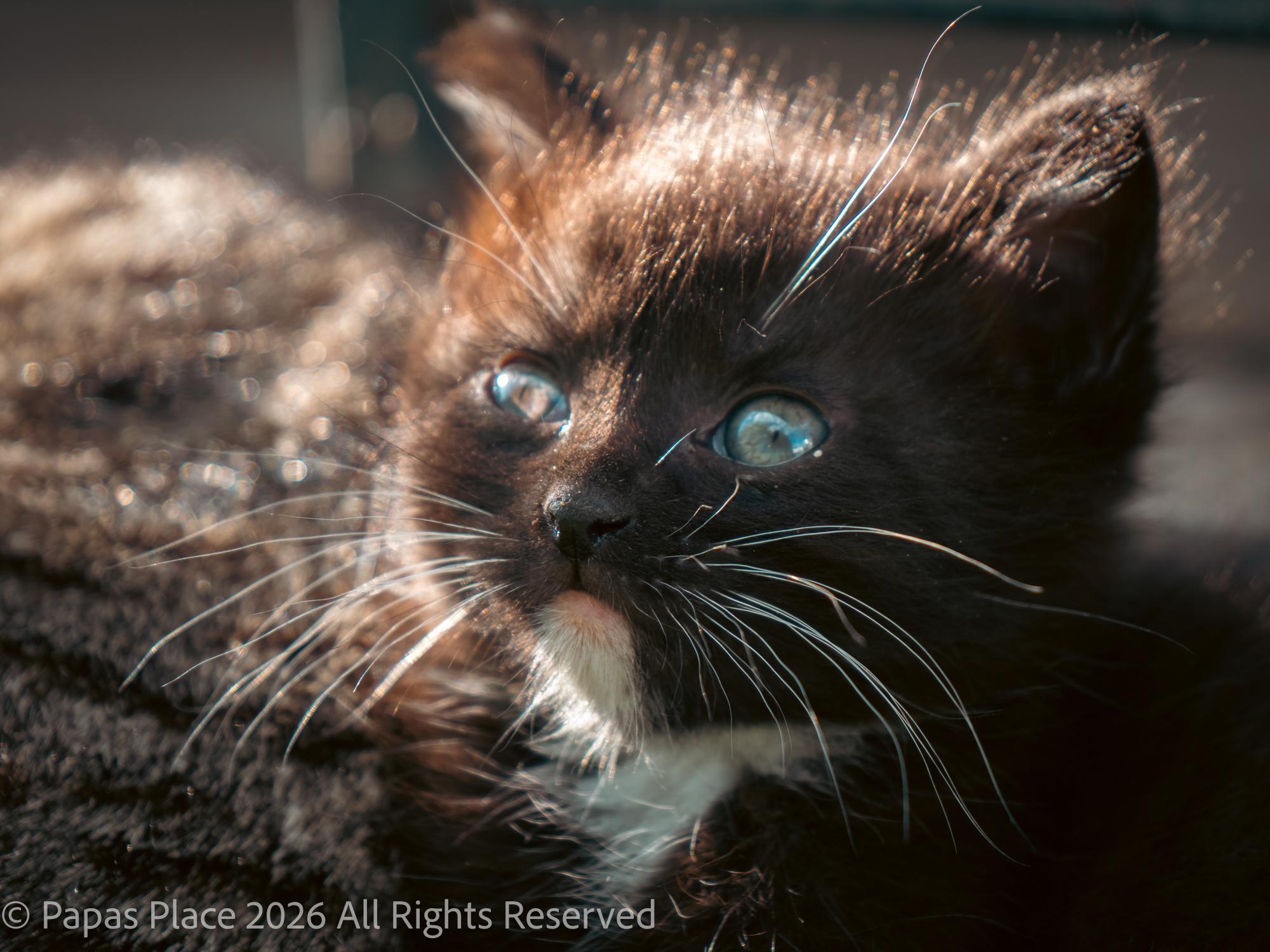 Enlarge Ember, a Adopted mixed breed in Mexico, MO image 3/6