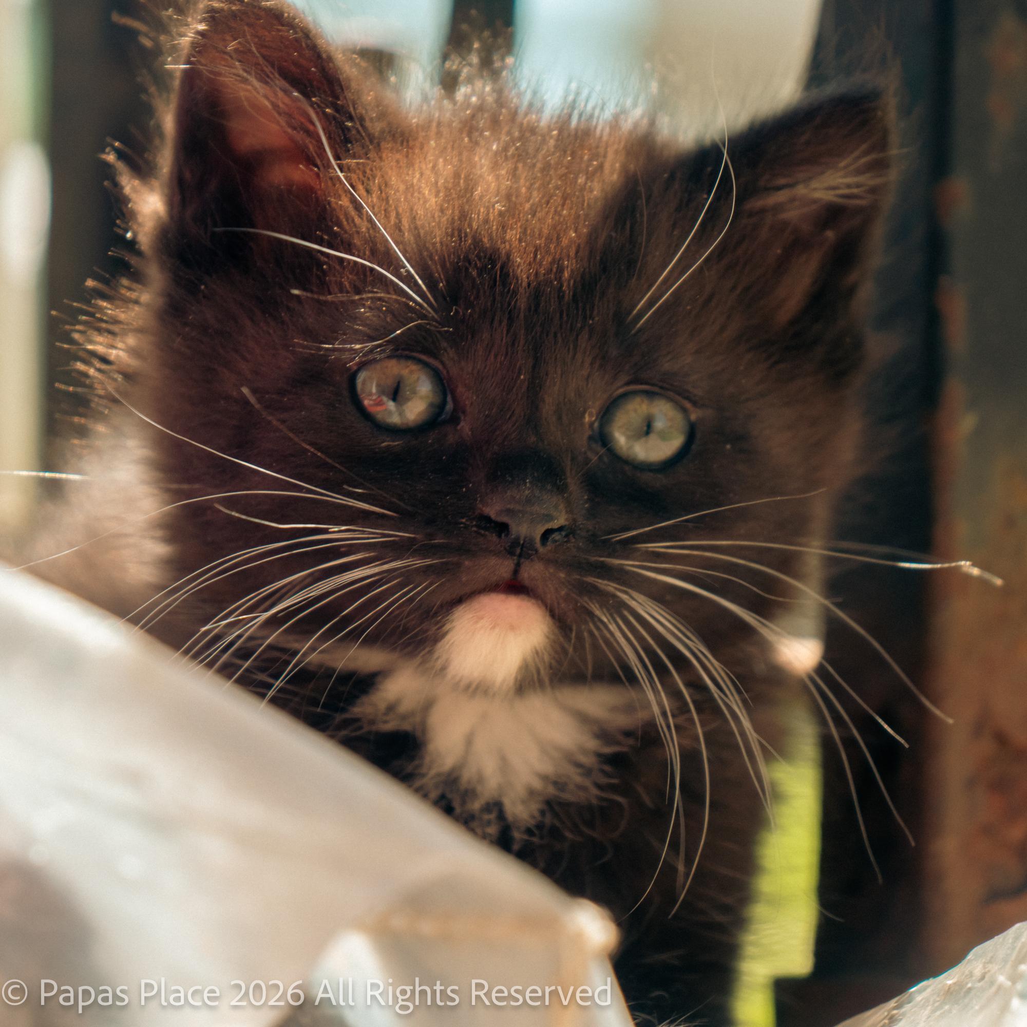 Enlarge Ember, a Adopted mixed breed in Mexico, MO image 4/6