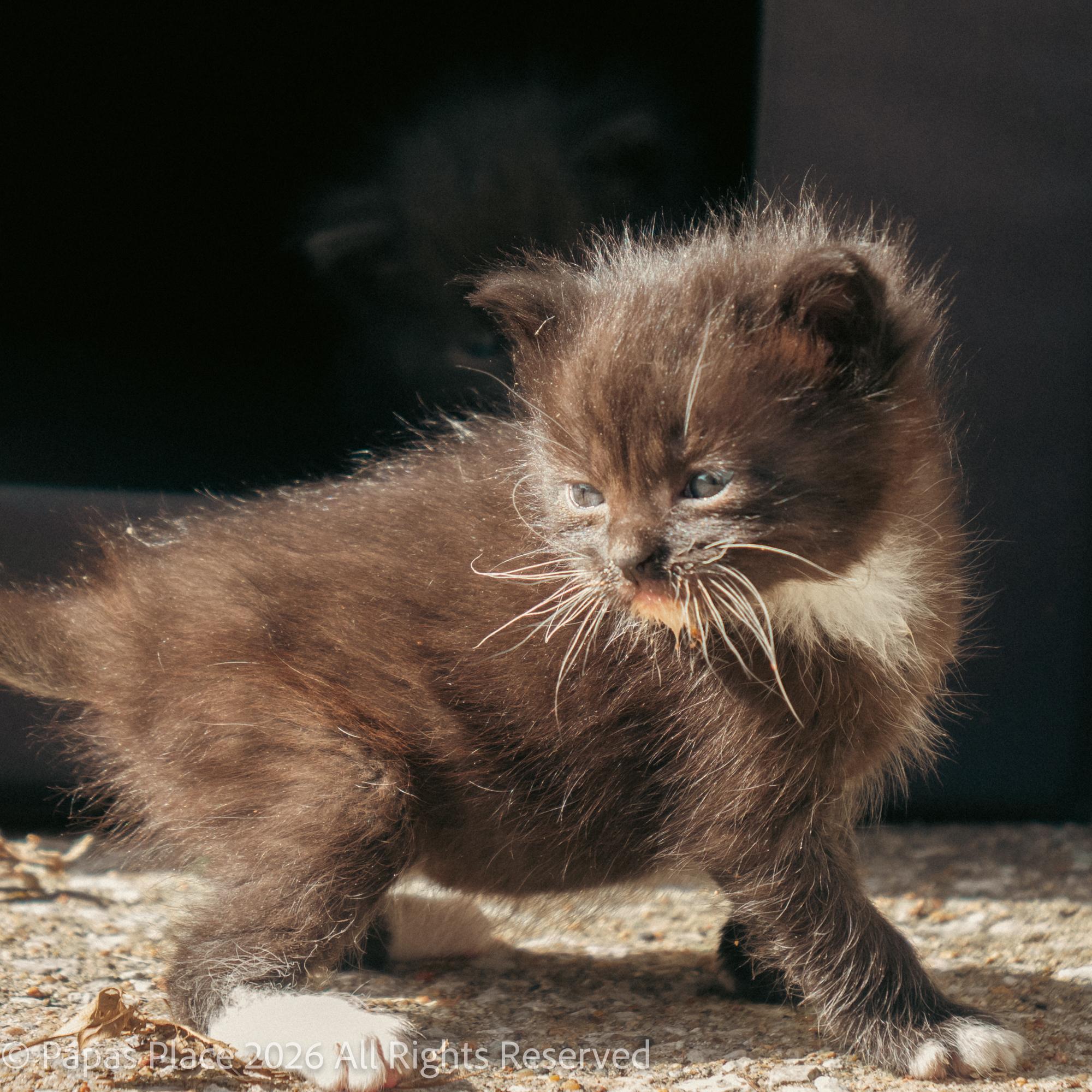 Enlarge Ember, a Adopted mixed breed in Mexico, MO image 6/6