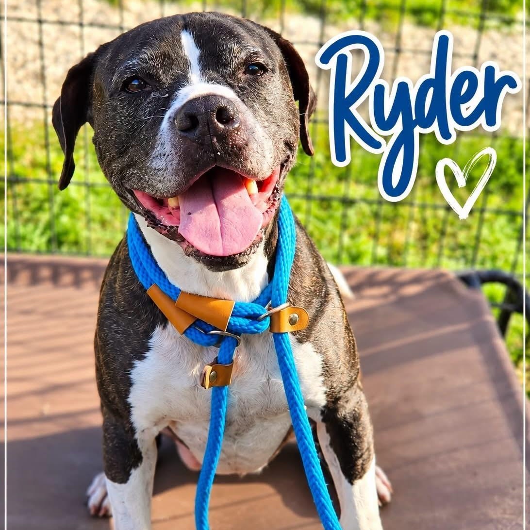 Ryder, Adoptable, Senior Male Boxer.