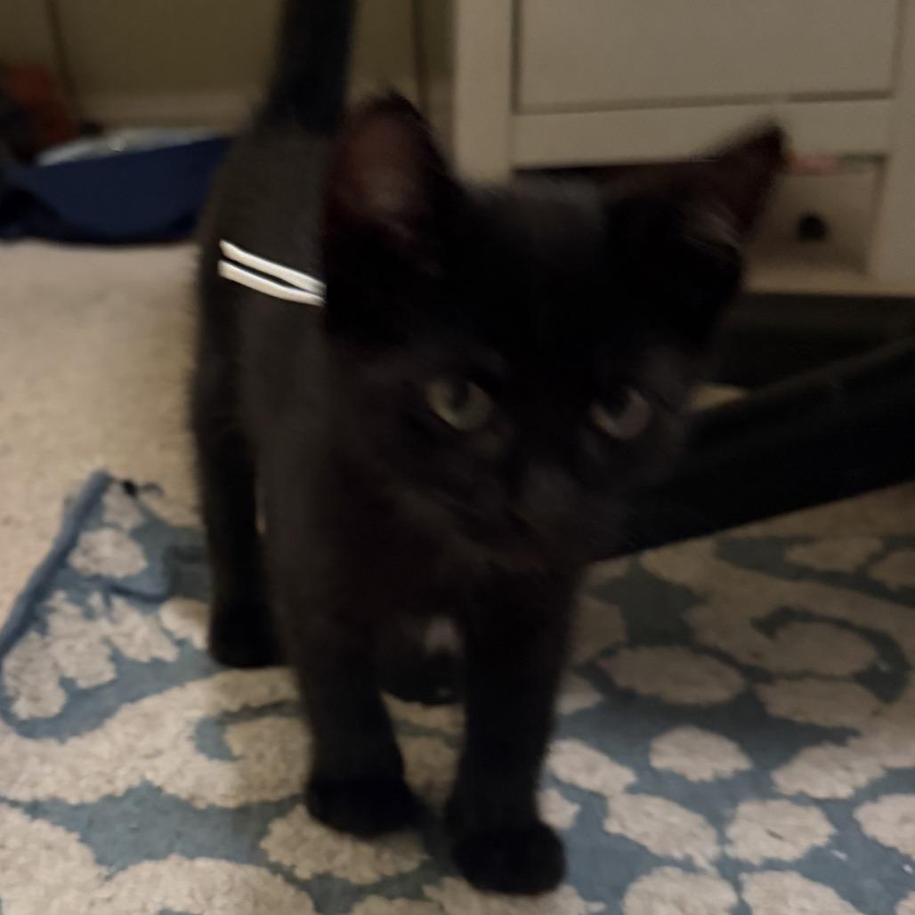 Enlarge Quill, a Adoptable Domestic Short Hair in Pleasanton, CA image 1/1