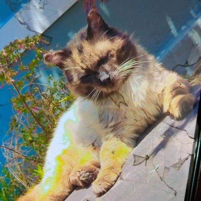 Enlarge Simon, a Adoptable Birman in Eureka, CA image 3/3