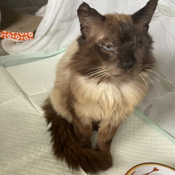 Enlarge Simon, a Adoptable Birman in Eureka, CA image 1/3