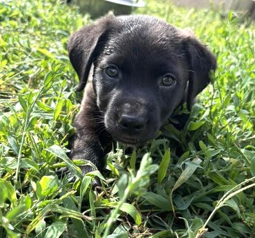 Simon