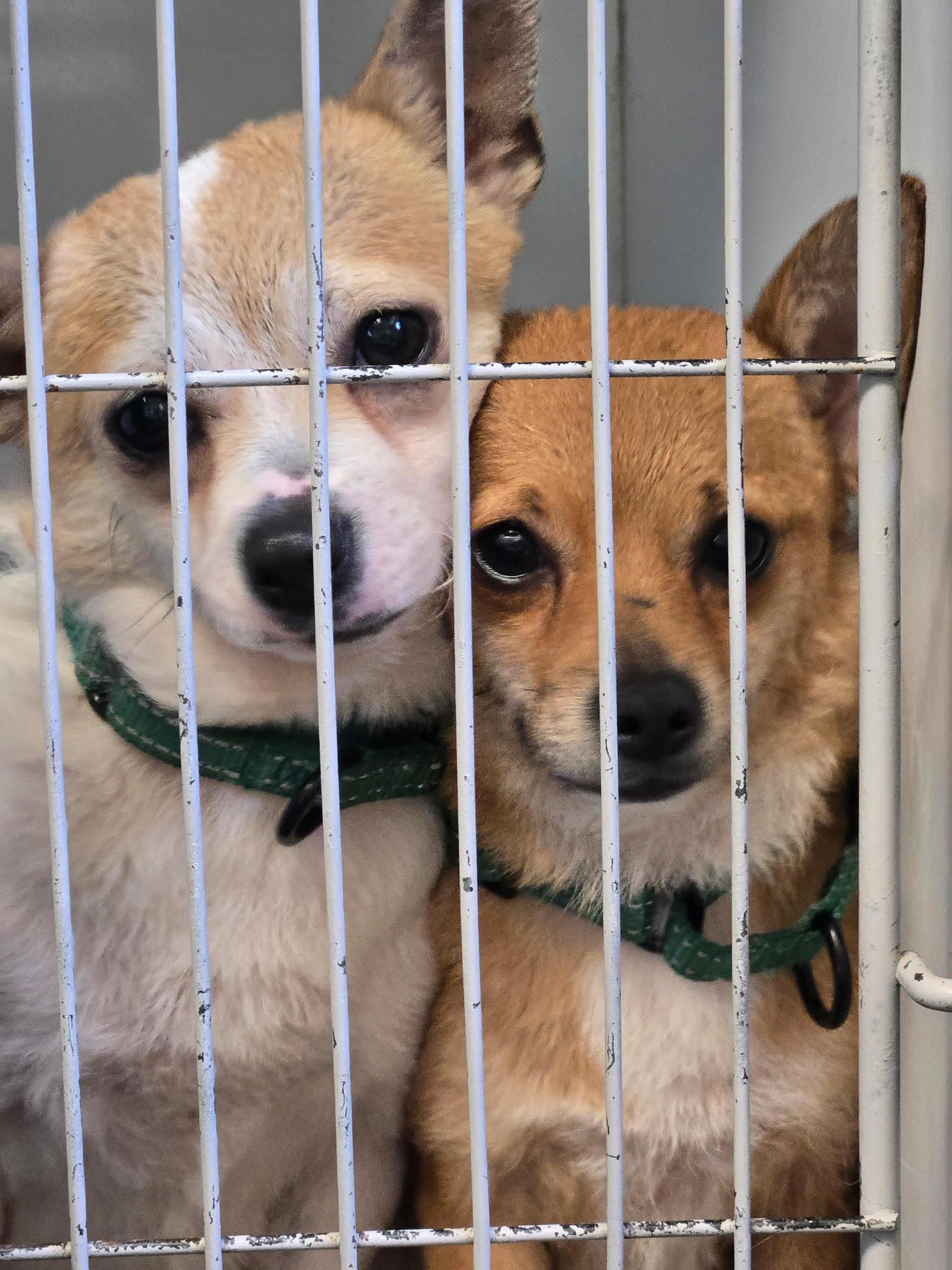 Brownie, ADOPTABLE, Puppy Female Chihuahua.