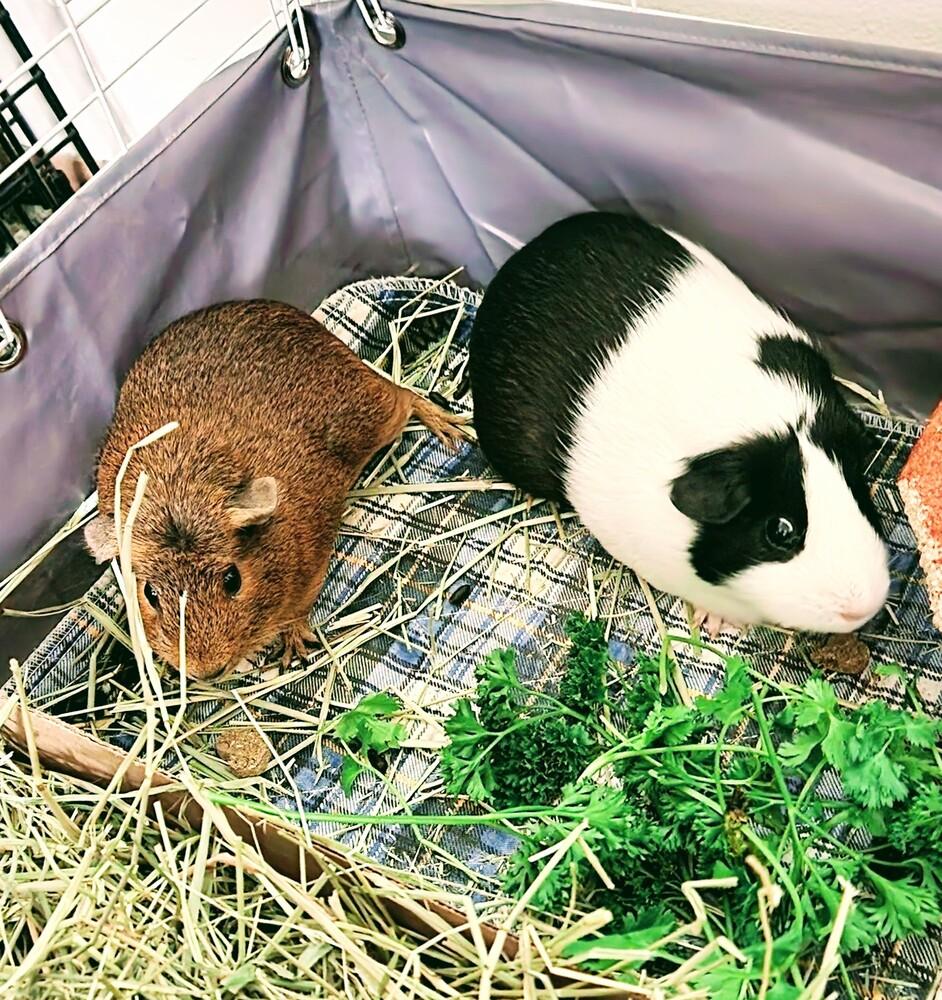 Enlarge Ginger (fostered in Omaha), a Adoptable Guinea Pig in Papillion, NE image 1/6
