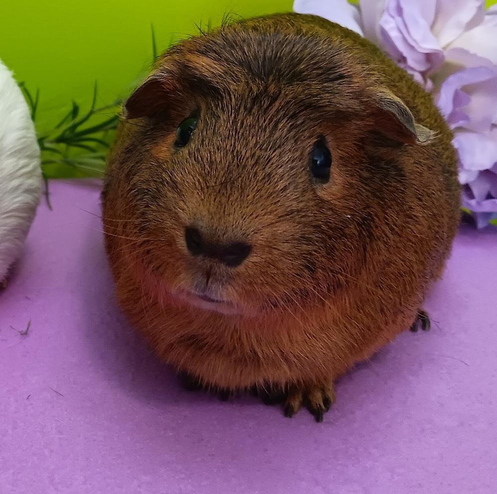 Enlarge Ginger (fostered in Omaha), a Adoptable Guinea Pig in Papillion, NE image 2/6