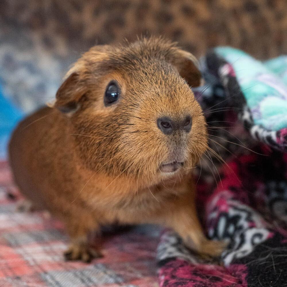 Enlarge Ginger (fostered in Omaha), a Adoptable Guinea Pig in Papillion, NE image 3/6