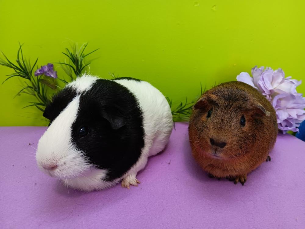 Enlarge Ginger (fostered in Omaha), a Adoptable Guinea Pig in Papillion, NE image 4/6