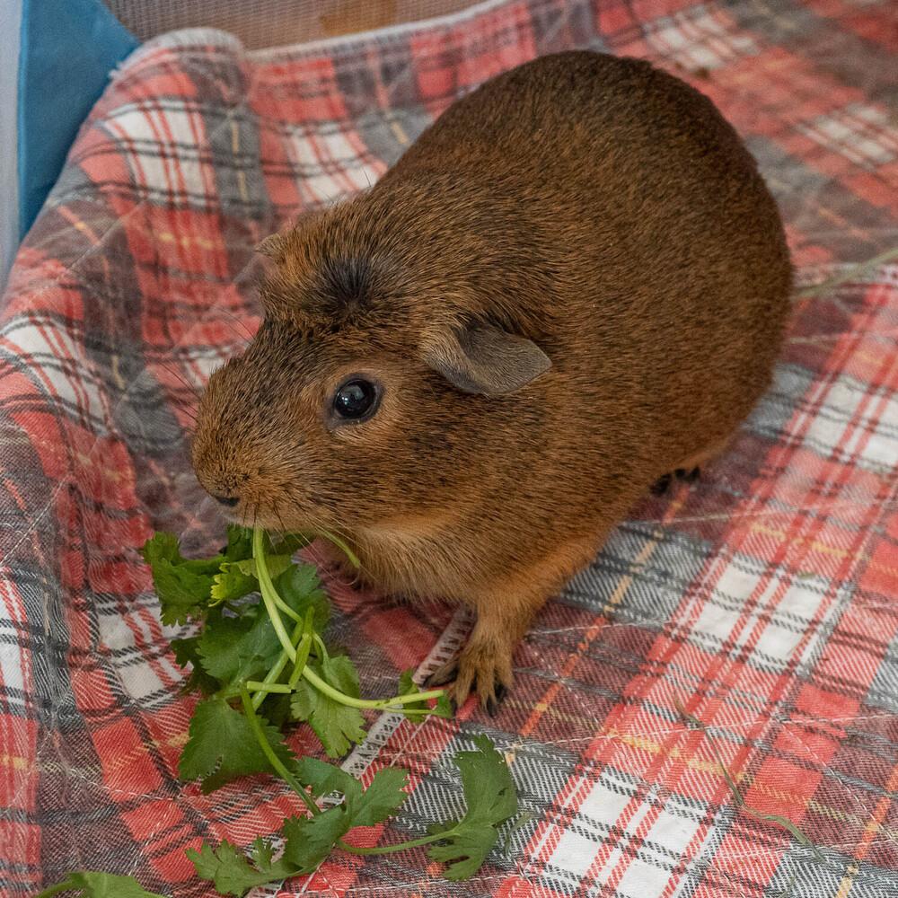 Enlarge Ginger (fostered in Omaha), a Adoptable Guinea Pig in Papillion, NE image 6/6