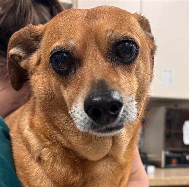CAPPY, Adoptable, Senior Male Dachshund & Mixed Breed.