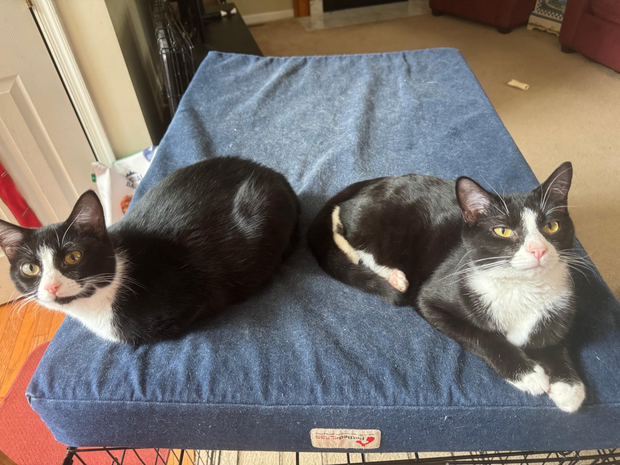 Enlarge Nebula, a Adoptable Domestic Short Hair in Great Mills, MD image 2/4