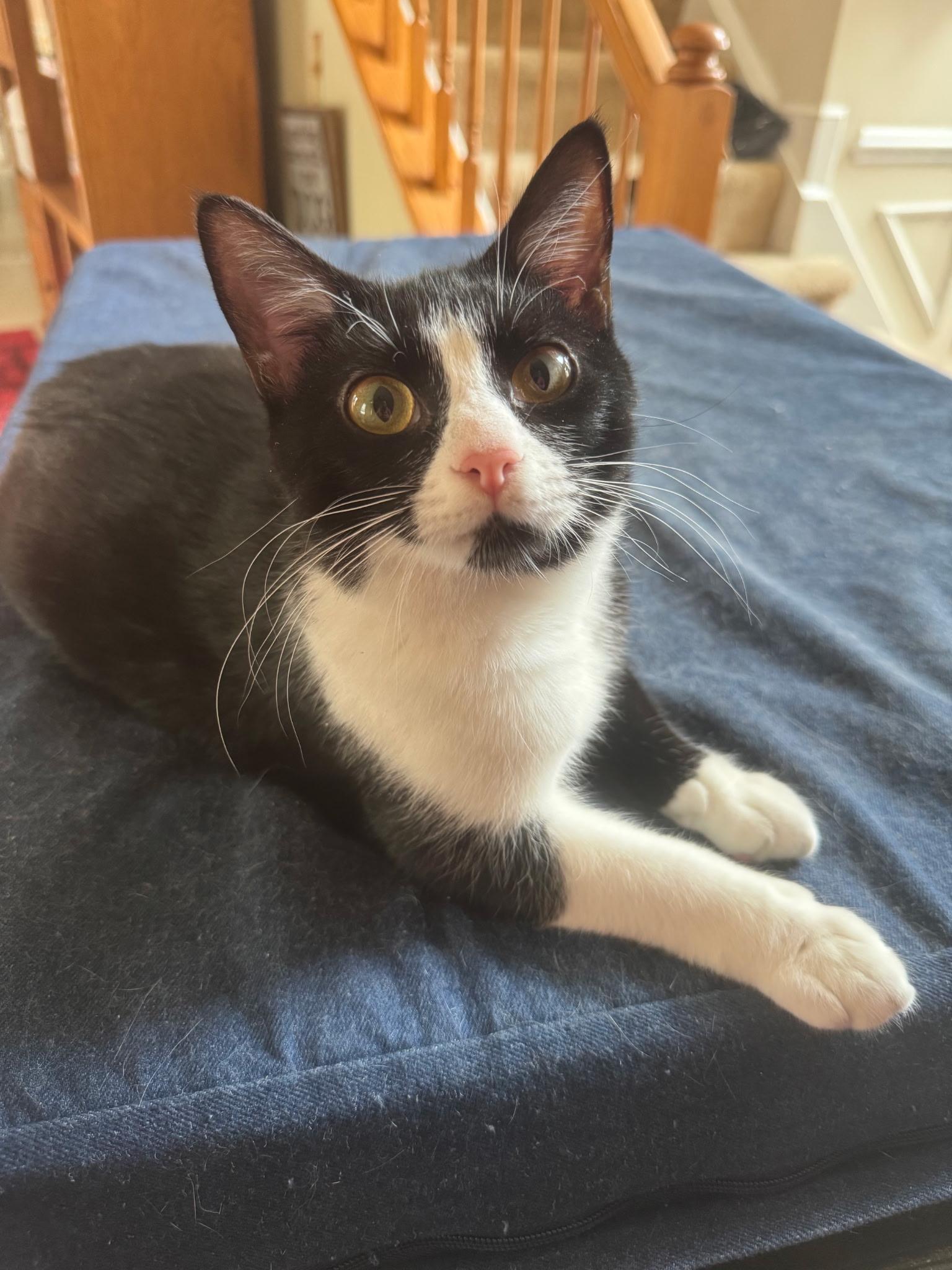 Enlarge Nebula, a Adoptable Domestic Short Hair in Great Mills, MD image 1/4