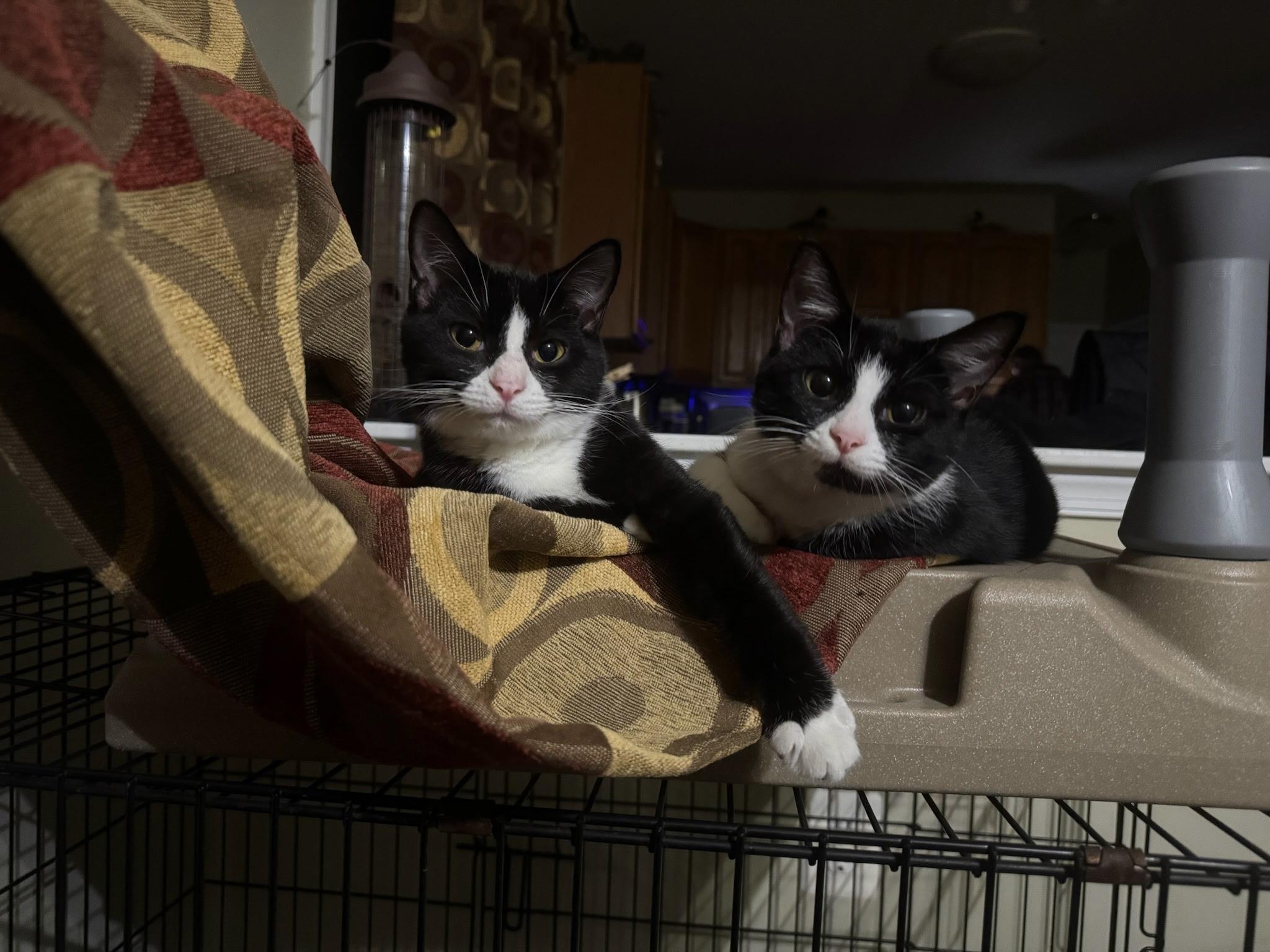 Enlarge Nebula, a Adoptable Domestic Short Hair in Great Mills, MD image 3/4