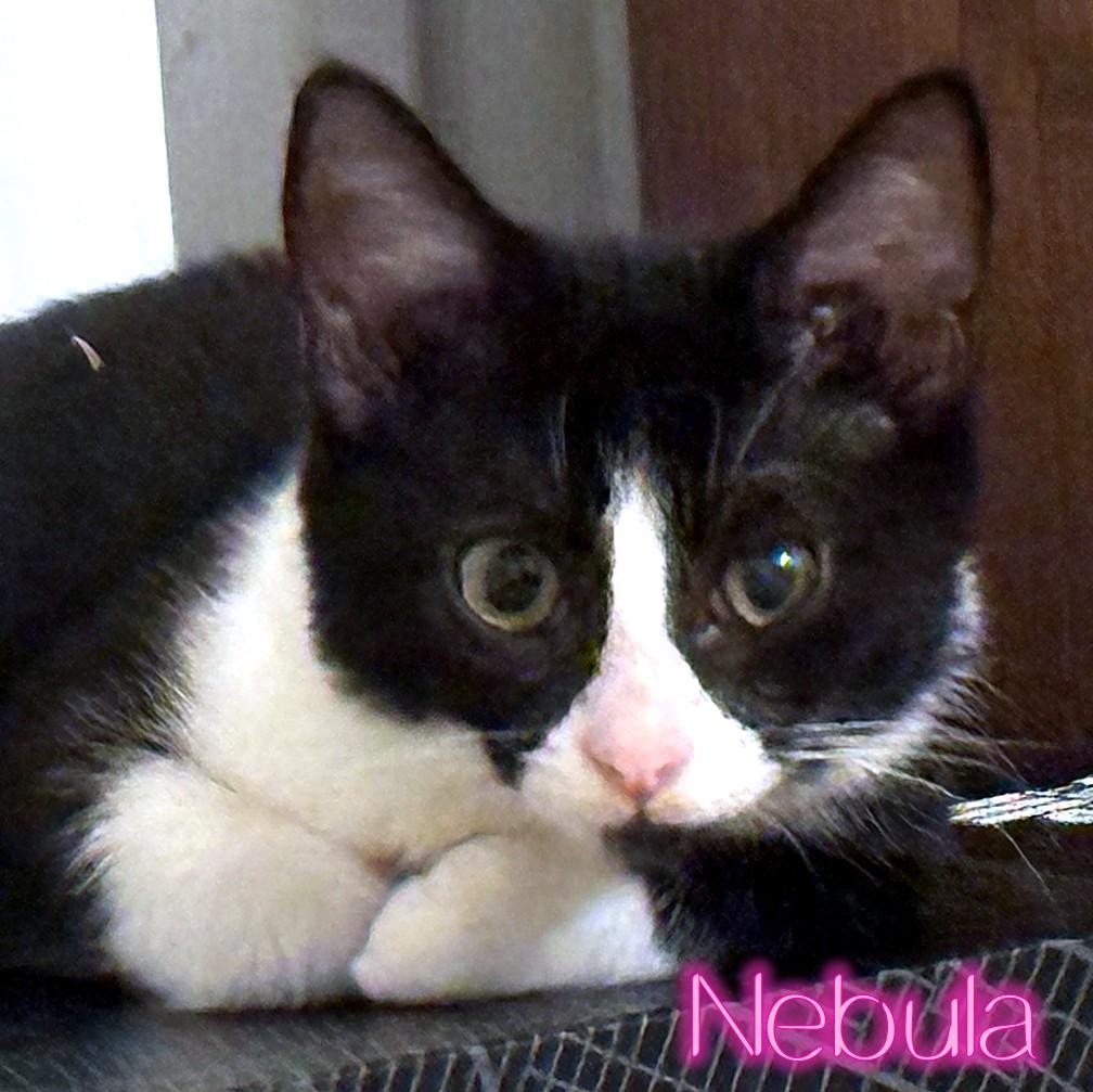 Enlarge Nebula, a Adoptable Domestic Short Hair in Great Mills, MD image 4/4
