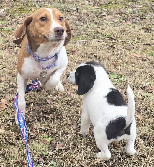 Baby Mama and Molly, ADOPTABLE, Young Female Beagle.