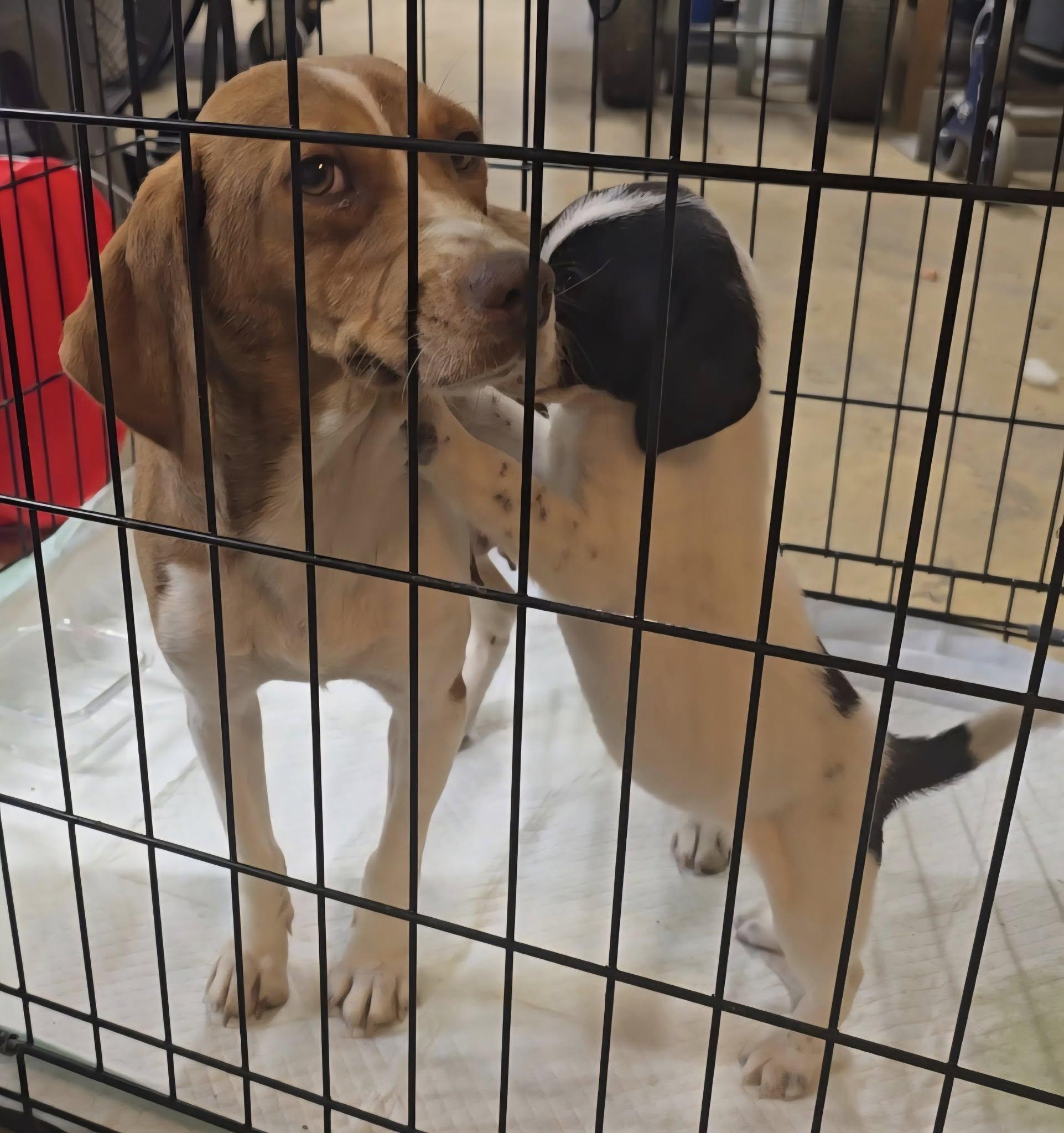 Enlarge Baby Mama and Molly, a ADOPTABLE mixed breed in Corinth, MS image 2/2