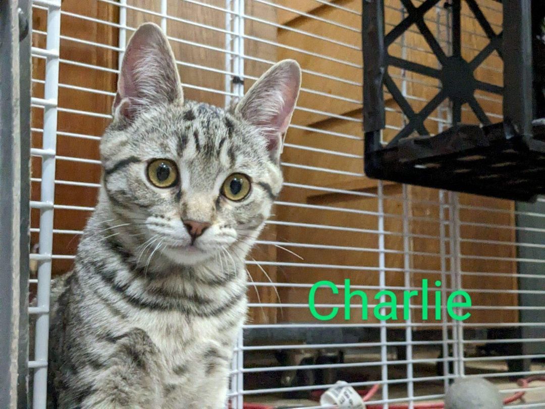 Charlie photo 4