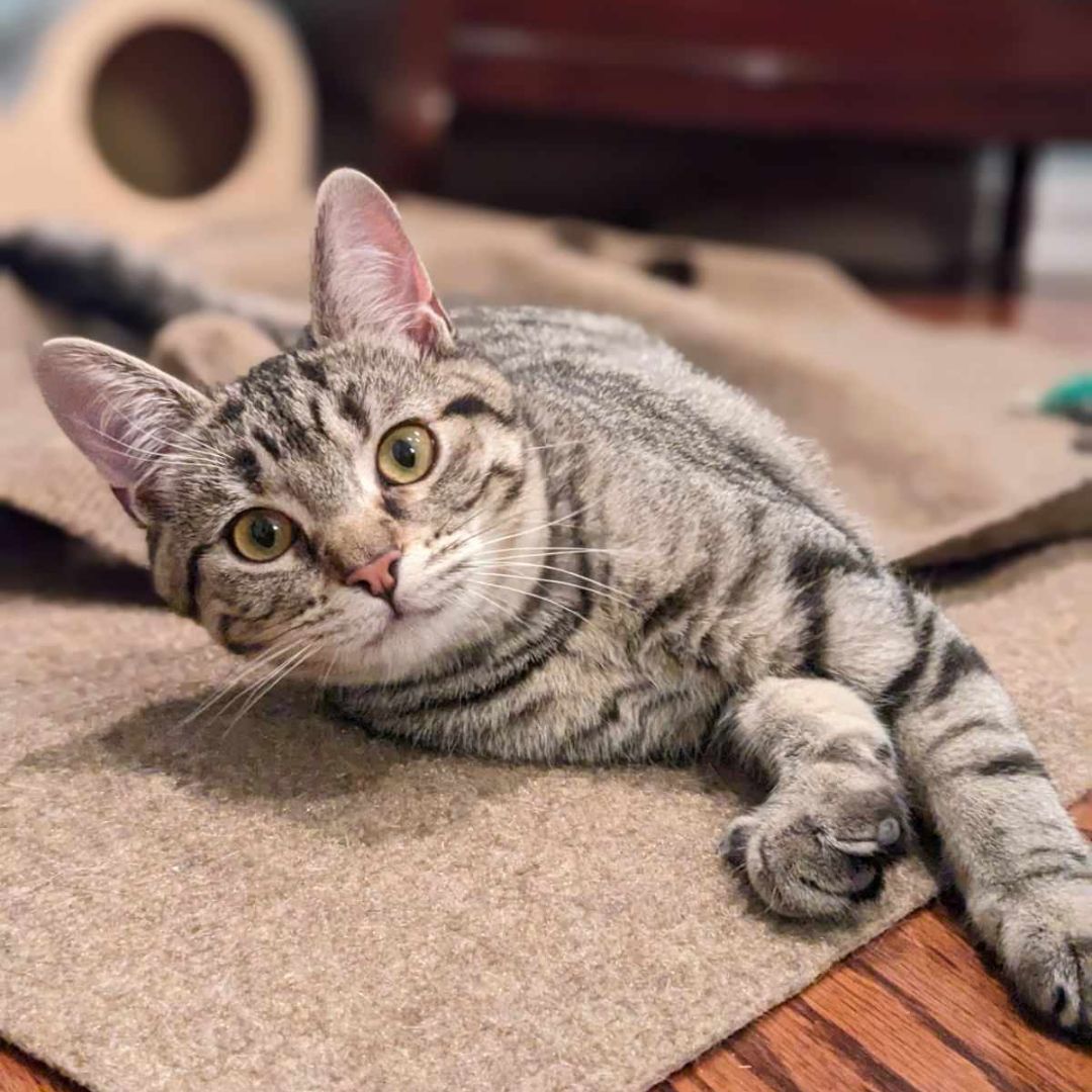 Charlie, Adult Female Domestic Short Hair