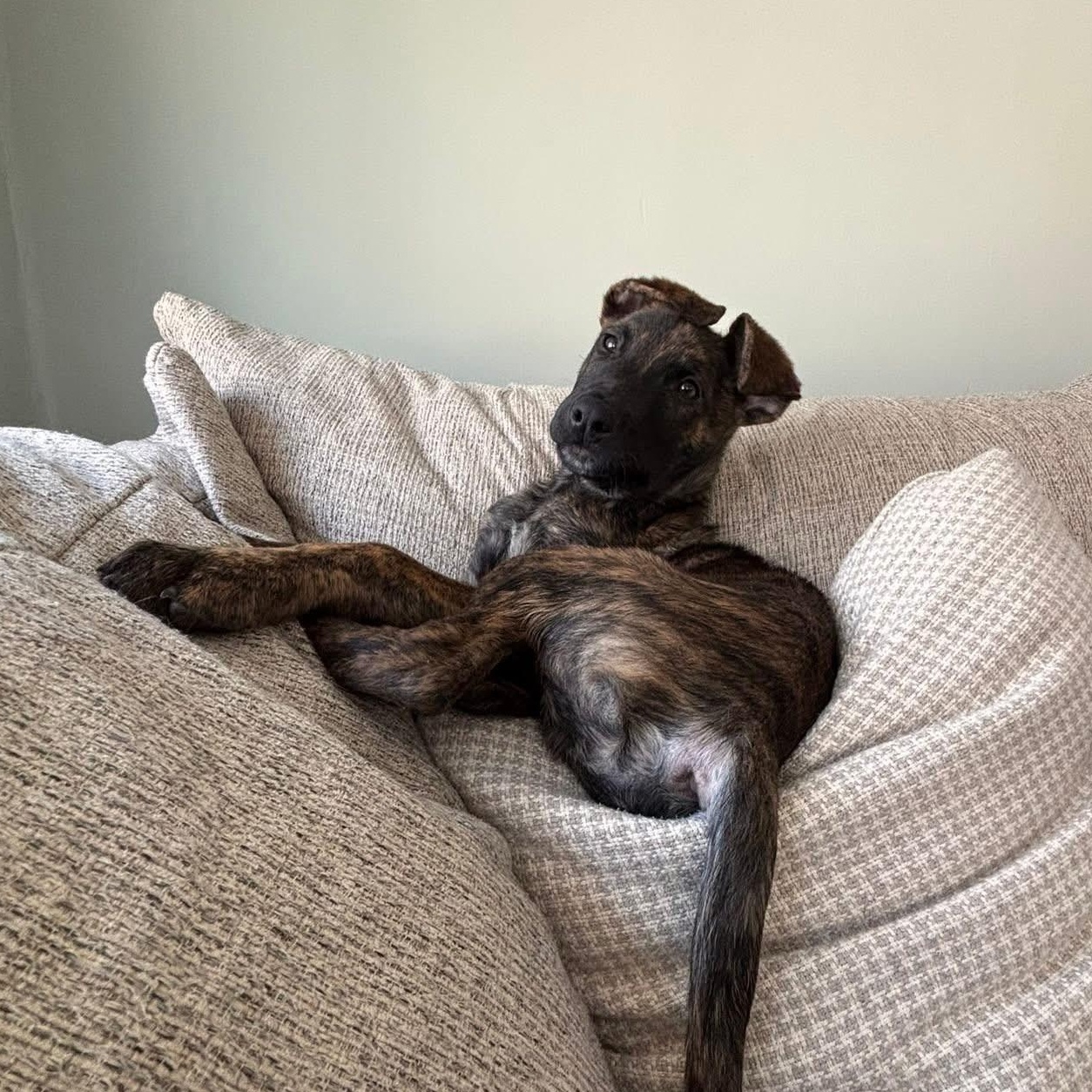 Enlarge Jaxson, a ADOPTABLE Mixed Breed in Yaphank, NY image 2/6