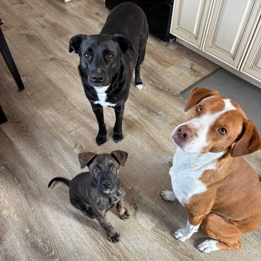 Enlarge Jaxson, a ADOPTABLE Mixed Breed in Yaphank, NY image 4/6