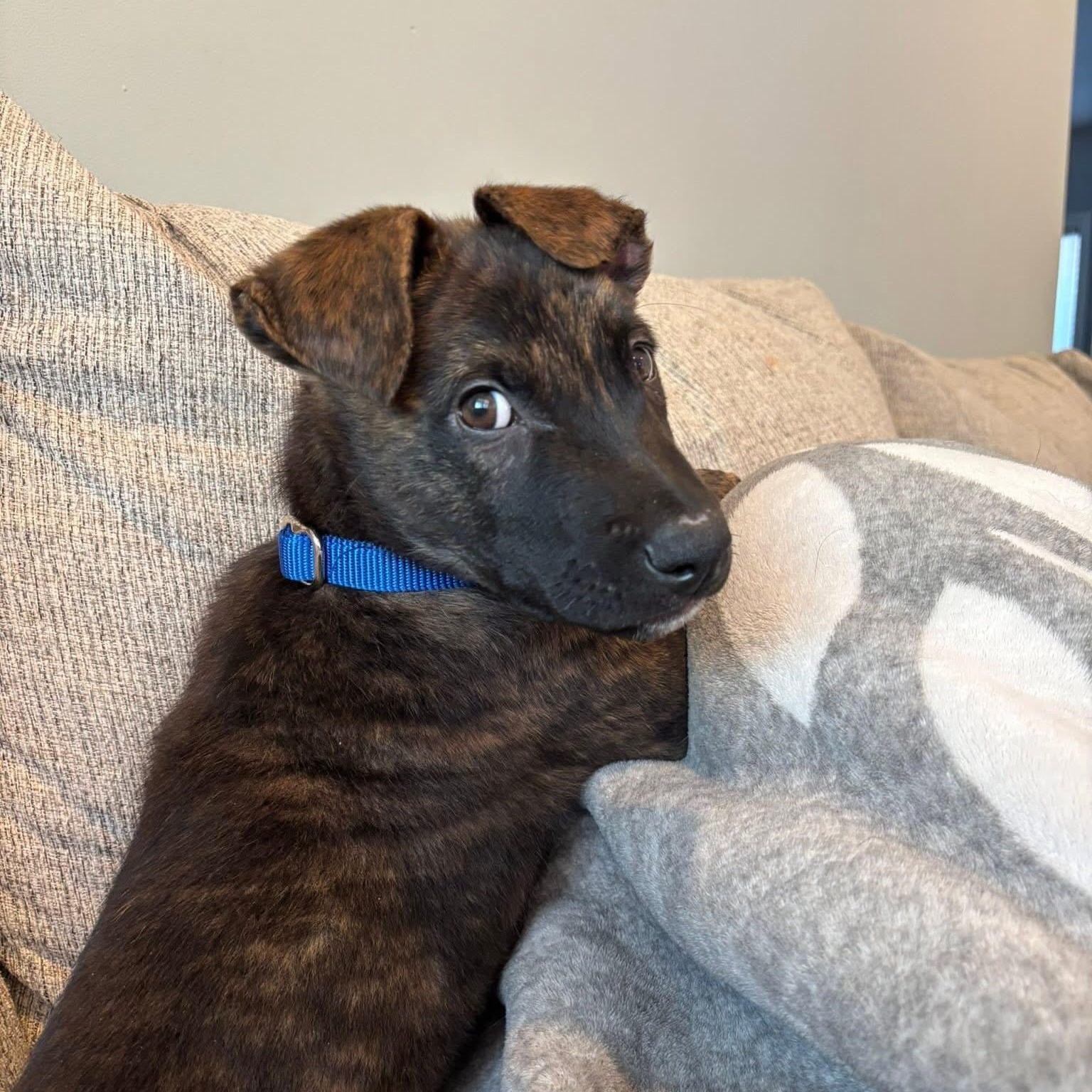 Enlarge Jaxson, a ADOPTABLE Mixed Breed in Yaphank, NY image 6/6