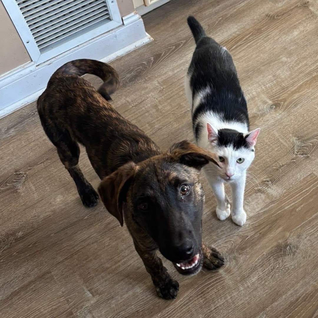 Enlarge Jaxson, a ADOPTABLE Mixed Breed in Yaphank, NY image 5/6