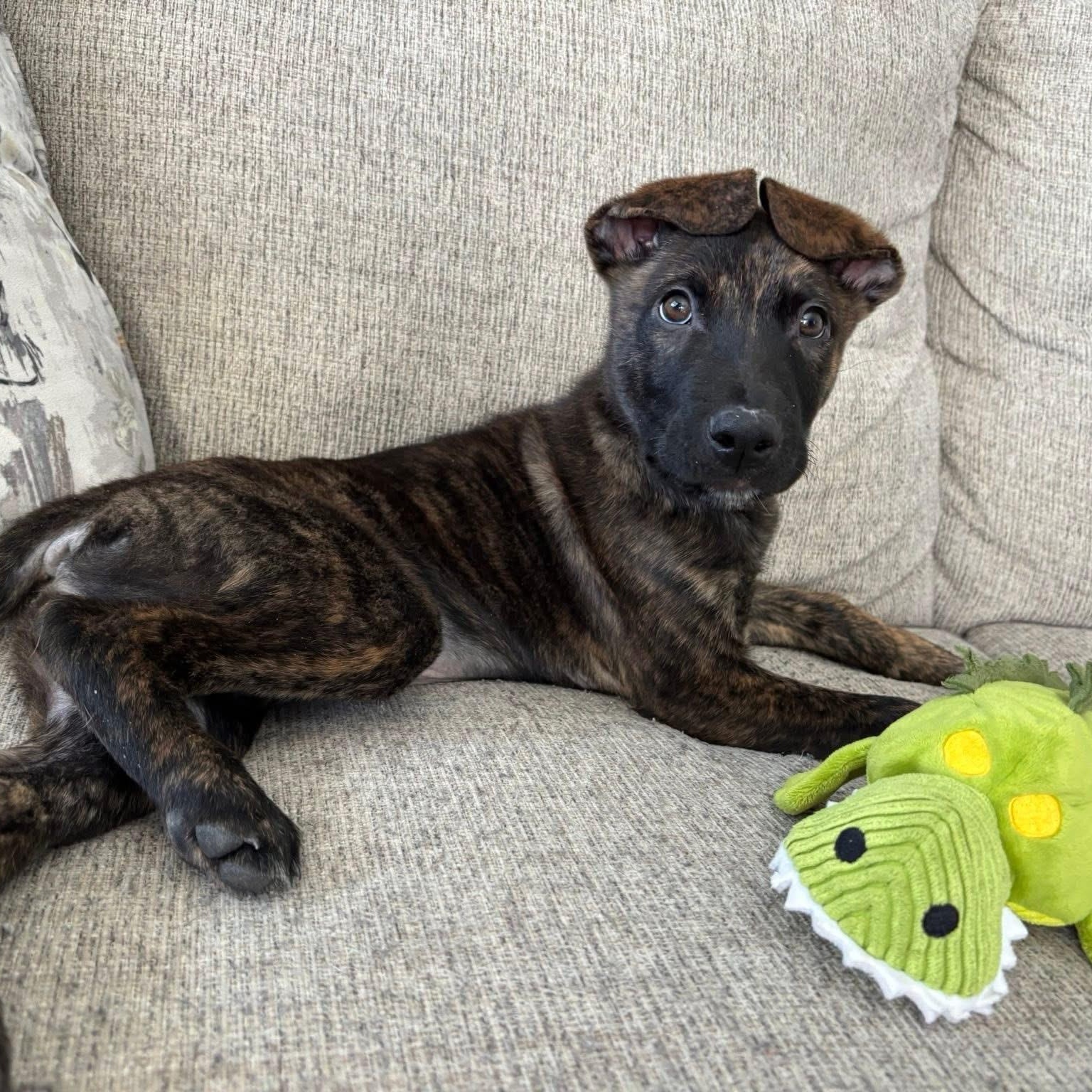 Enlarge Jaxson, a ADOPTABLE Mixed Breed in Yaphank, NY image 3/6