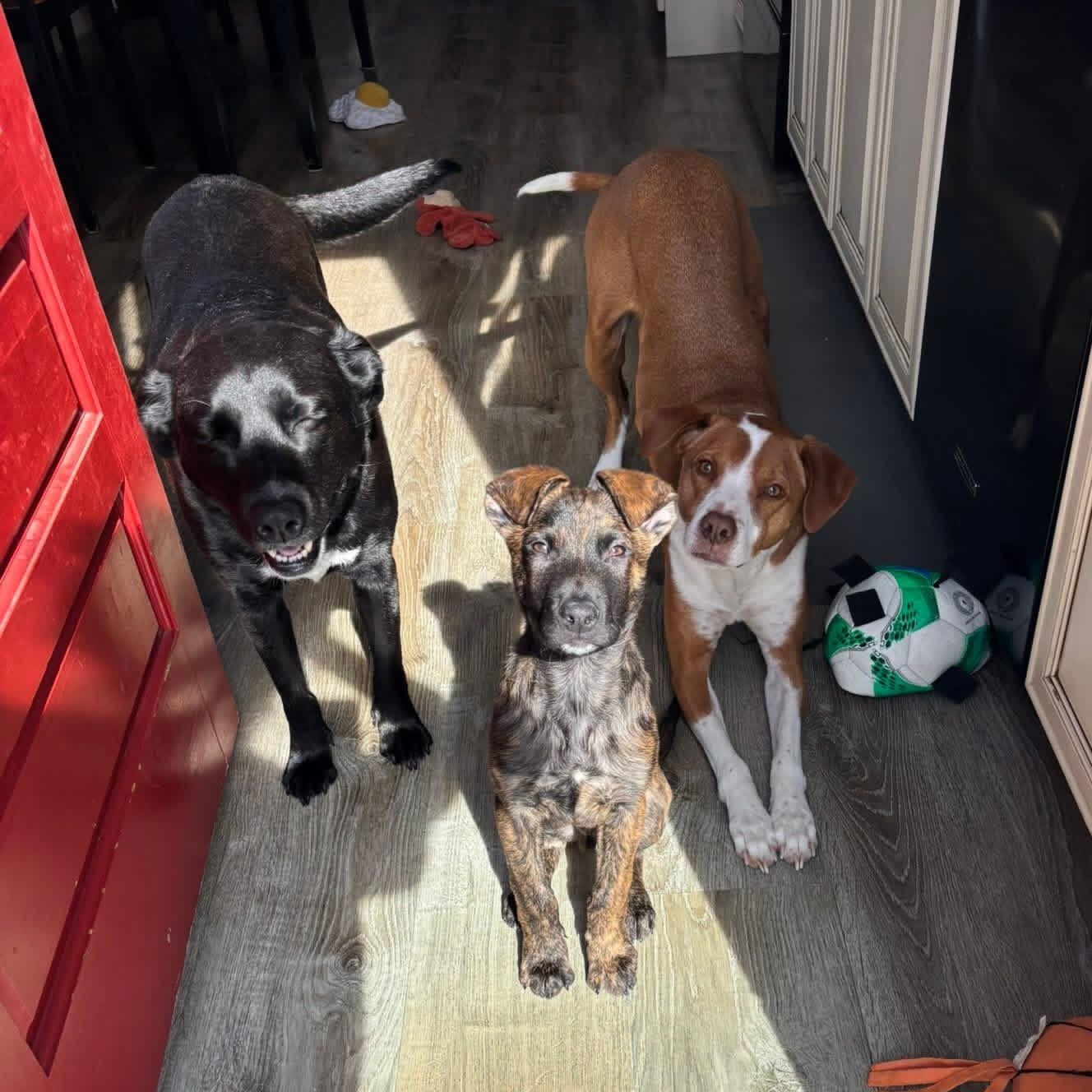 Enlarge Jaxson, a ADOPTABLE Mixed Breed in Yaphank, NY image 4/6